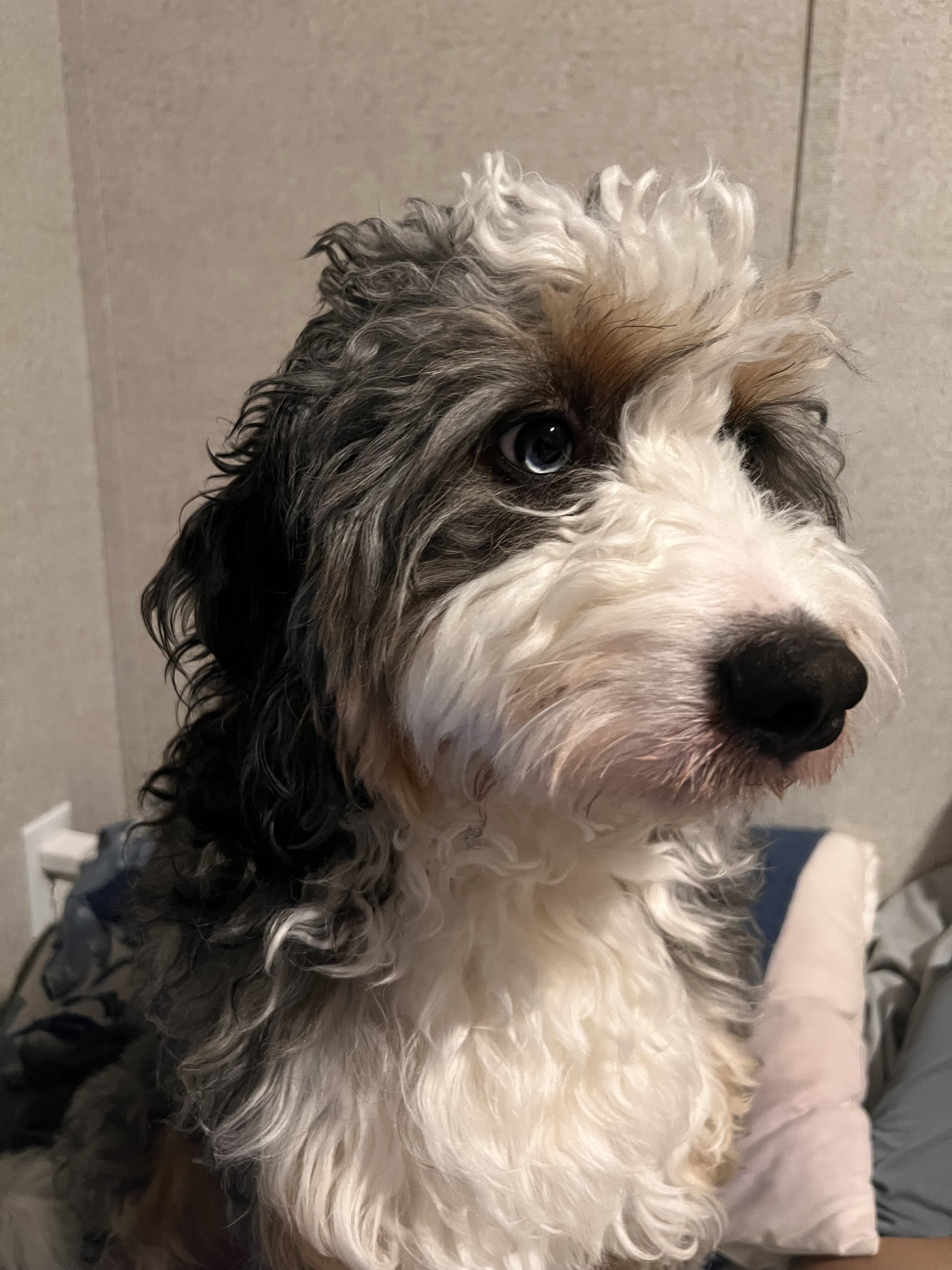 Mini Bernedoodle image 3