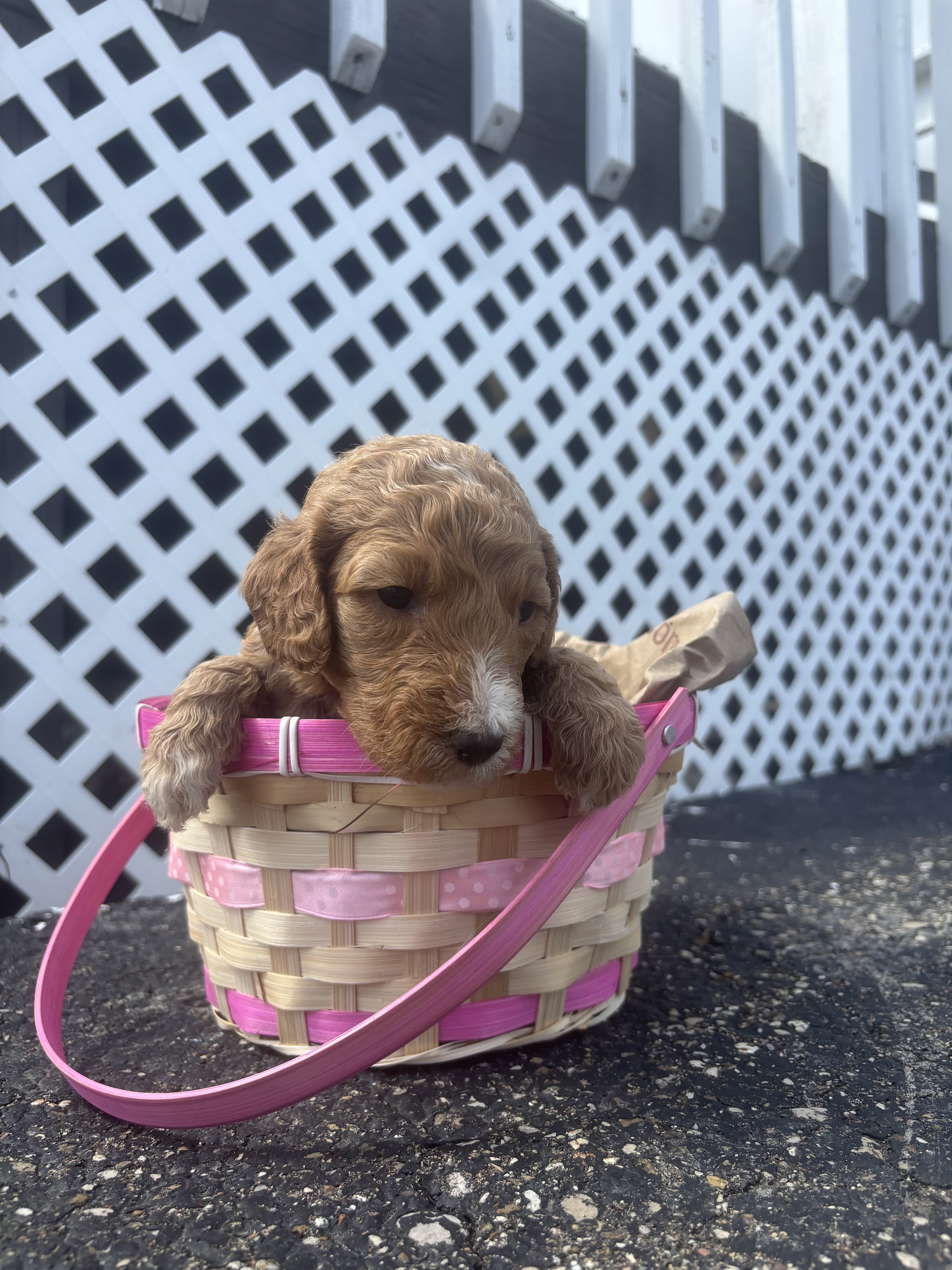 Golden Doodle Puppies image 3