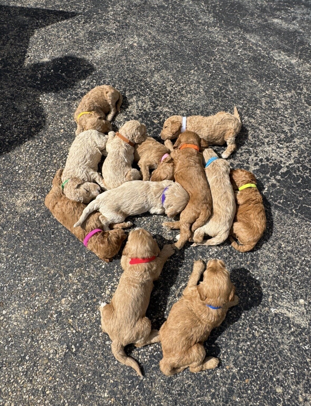 Golden Doodle Puppies image 1