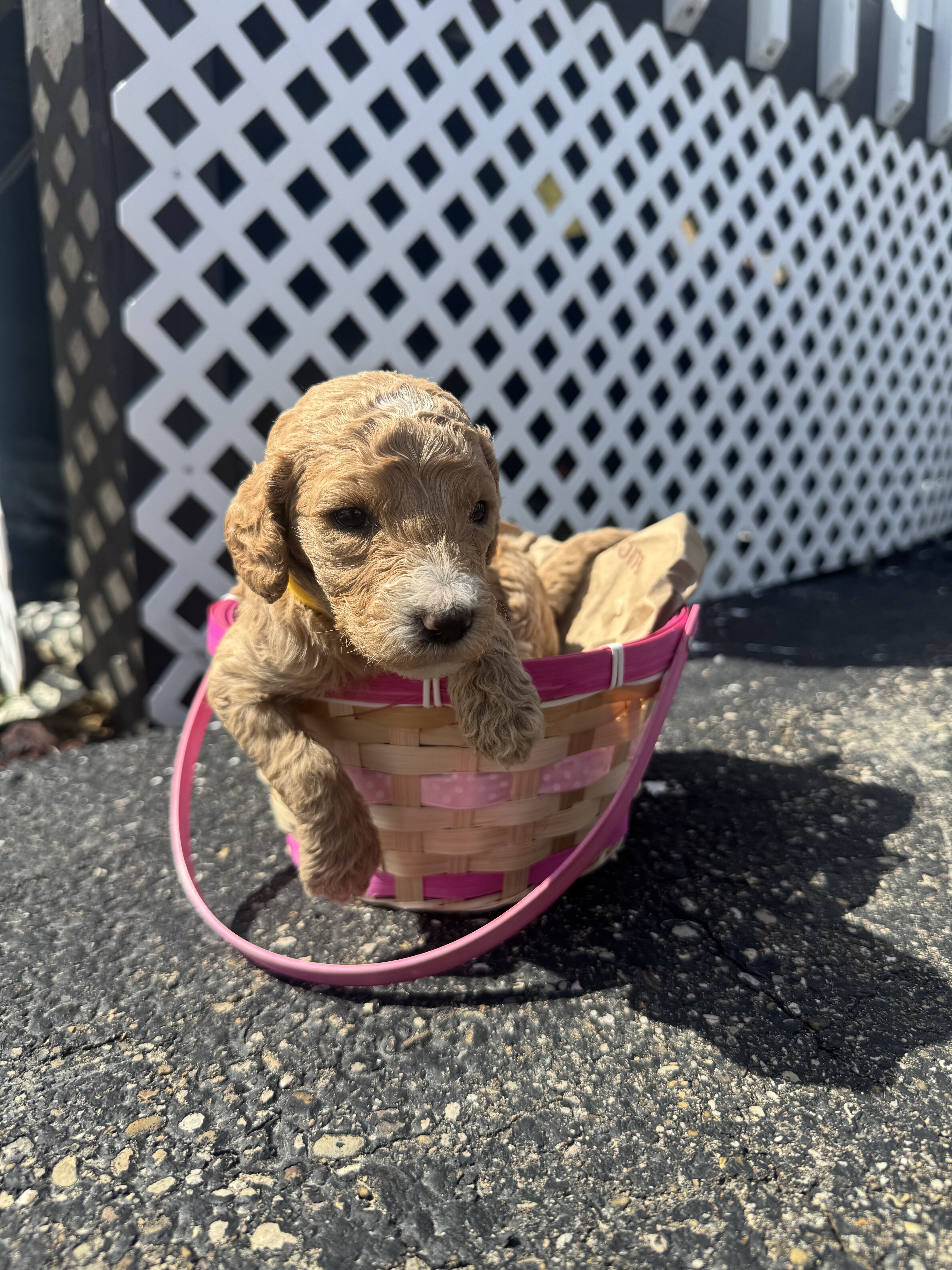 Golden Doodle Puppies image 2