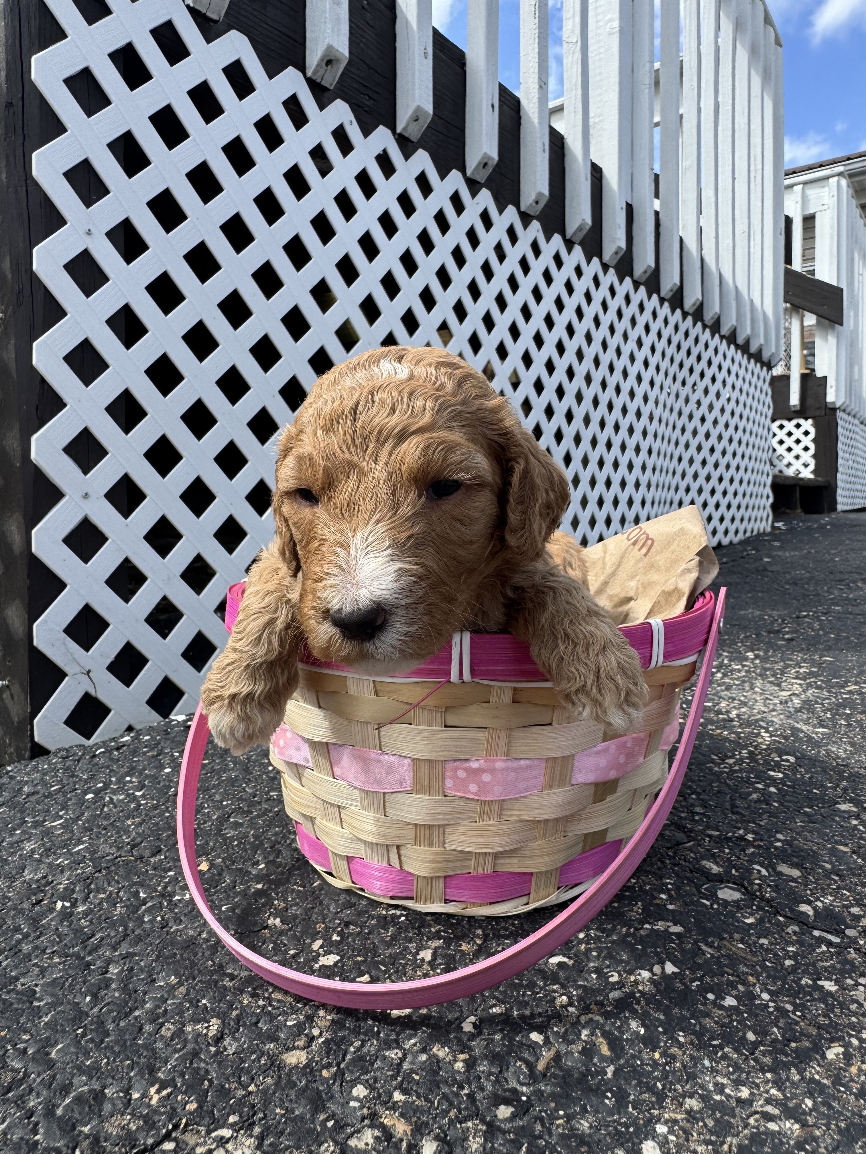 Golden Doodle Puppies image 4