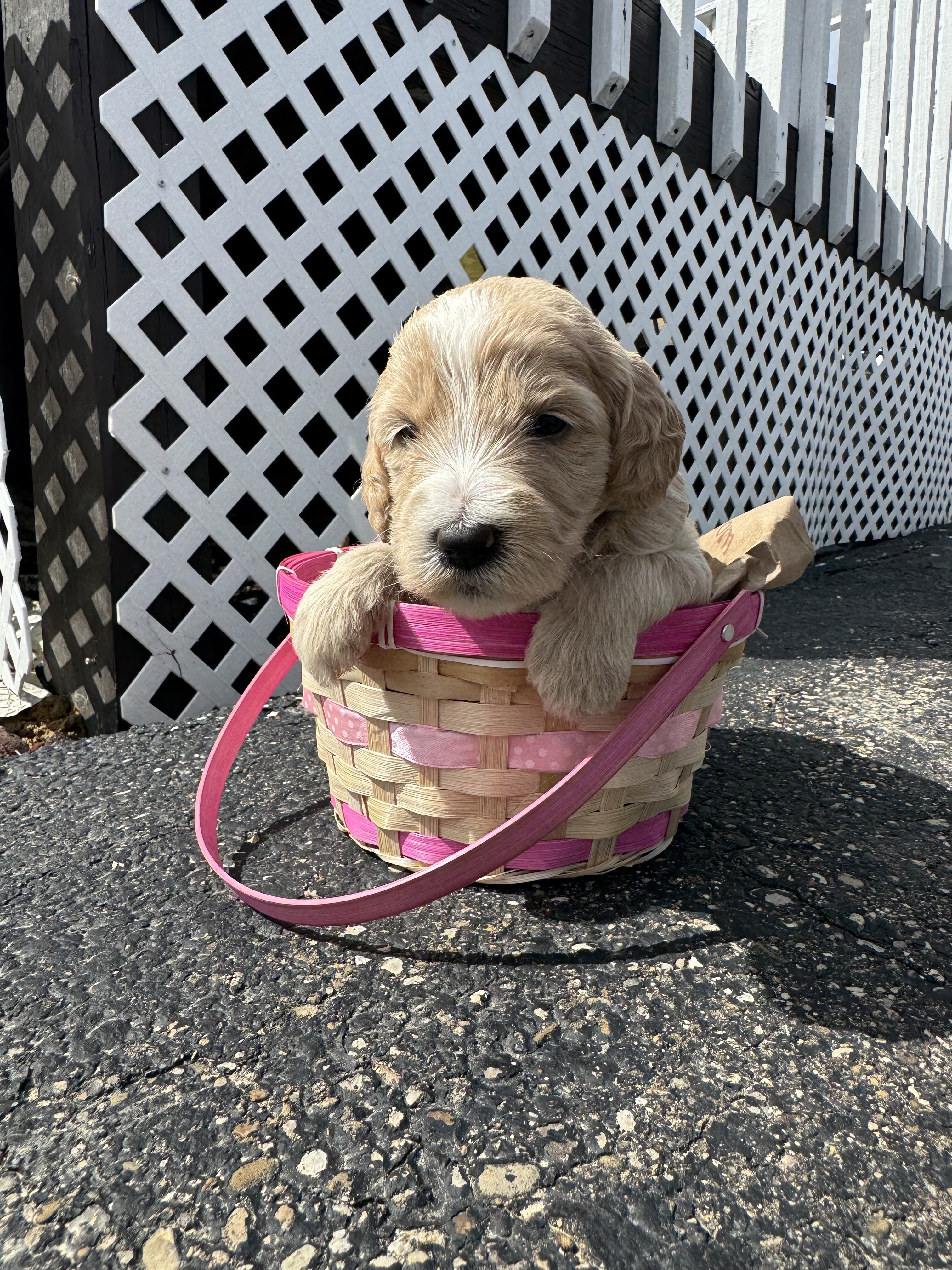 Golden Doodle Puppies image 5