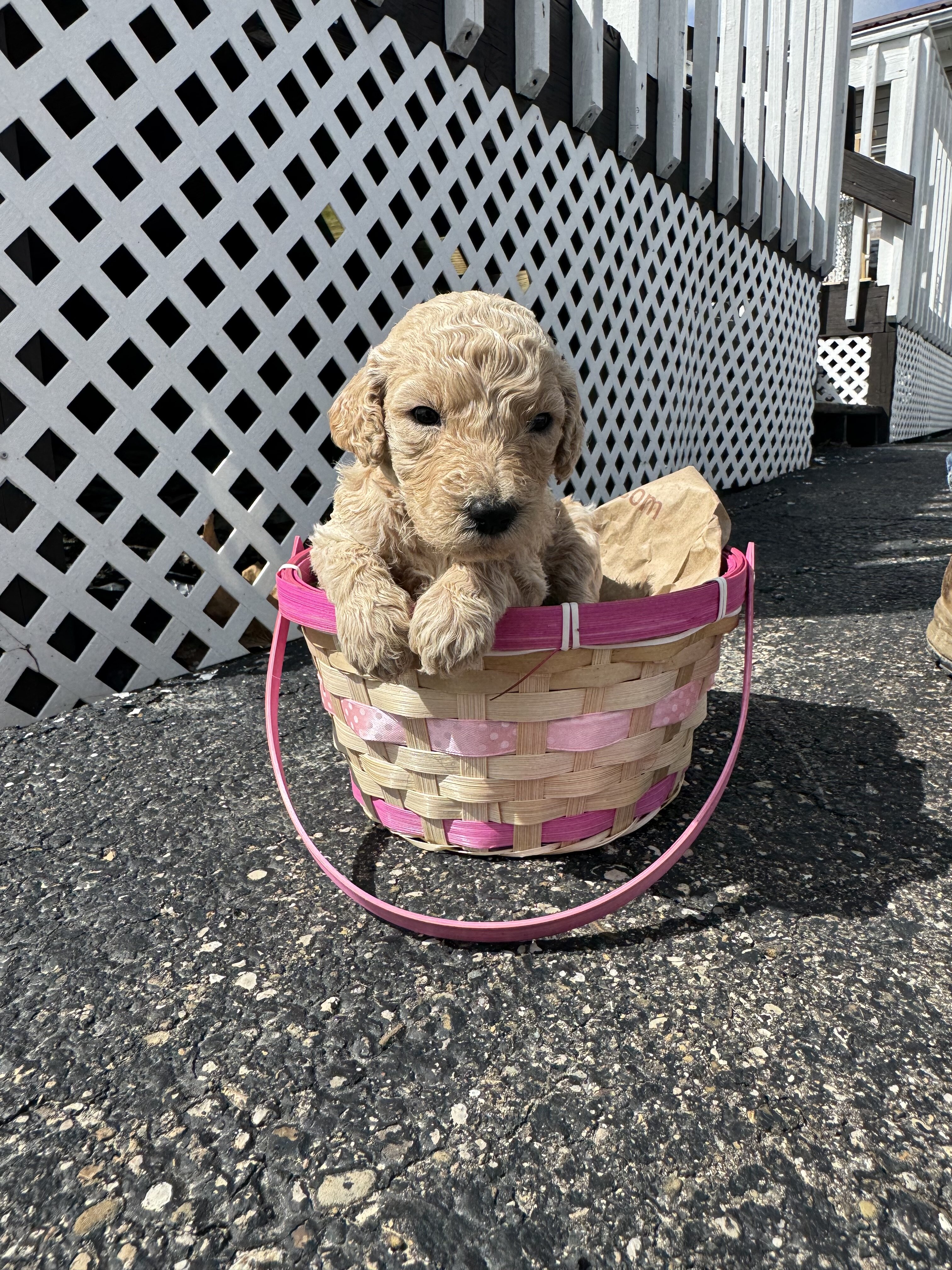 Golden Doodle Puppies image 6