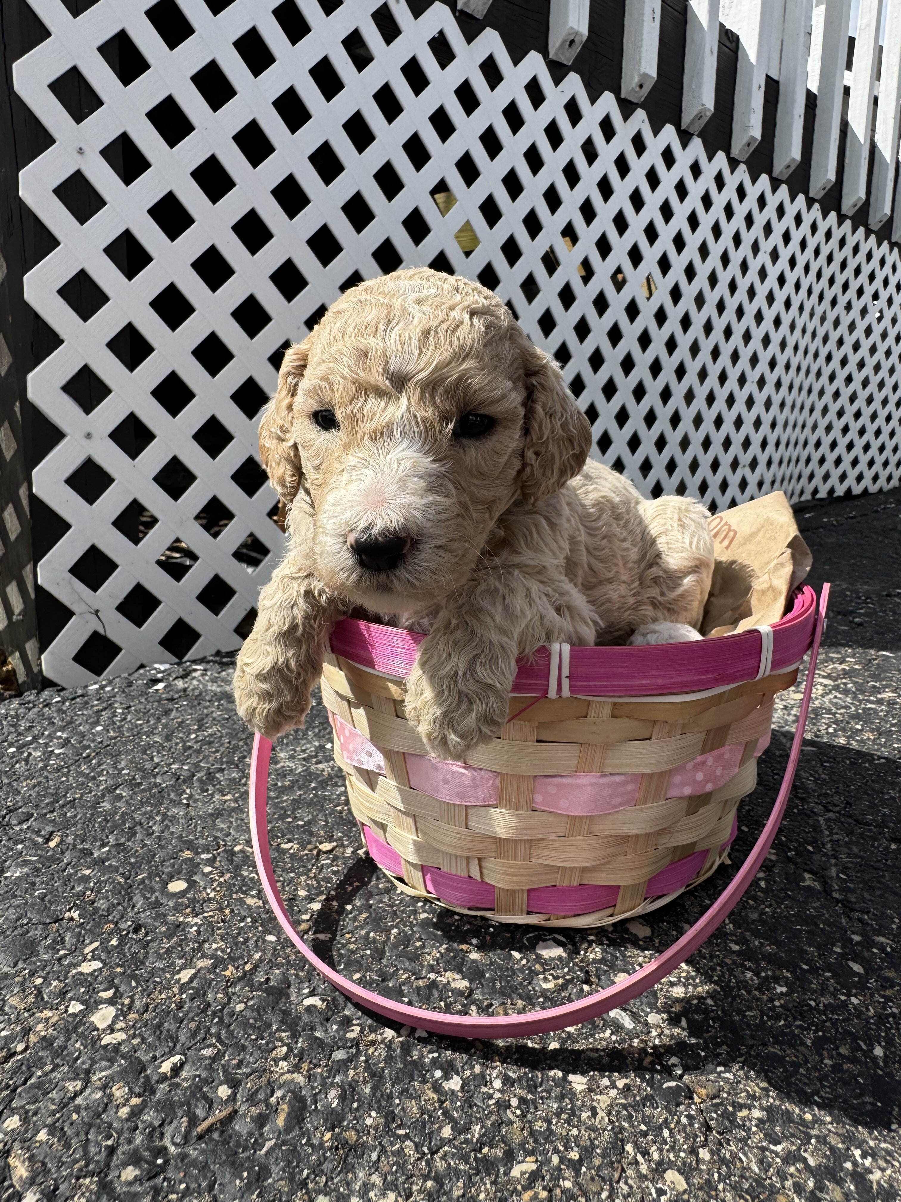 Golden Doodle Puppies image 8