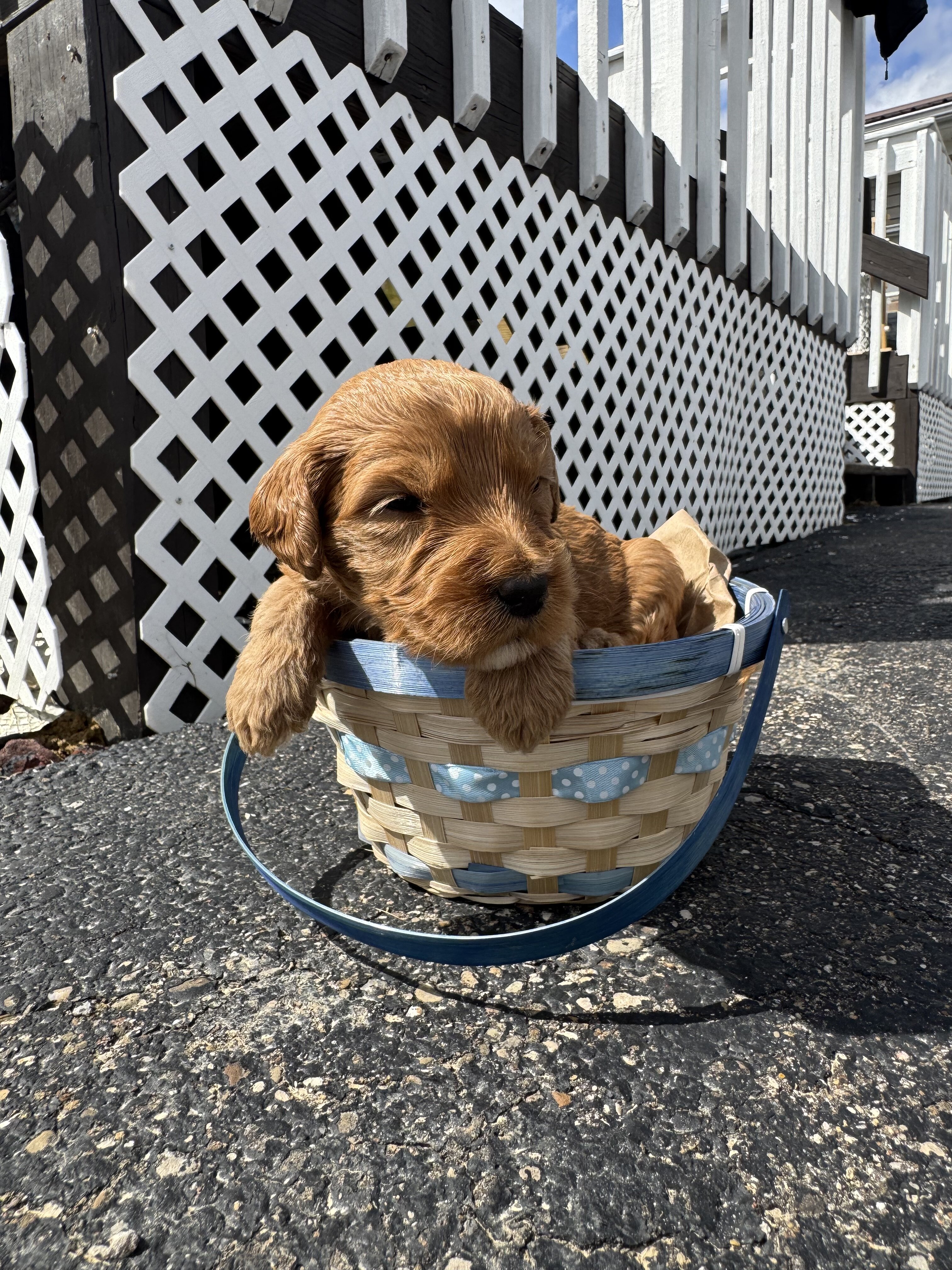Golden Doodle Puppies image 7