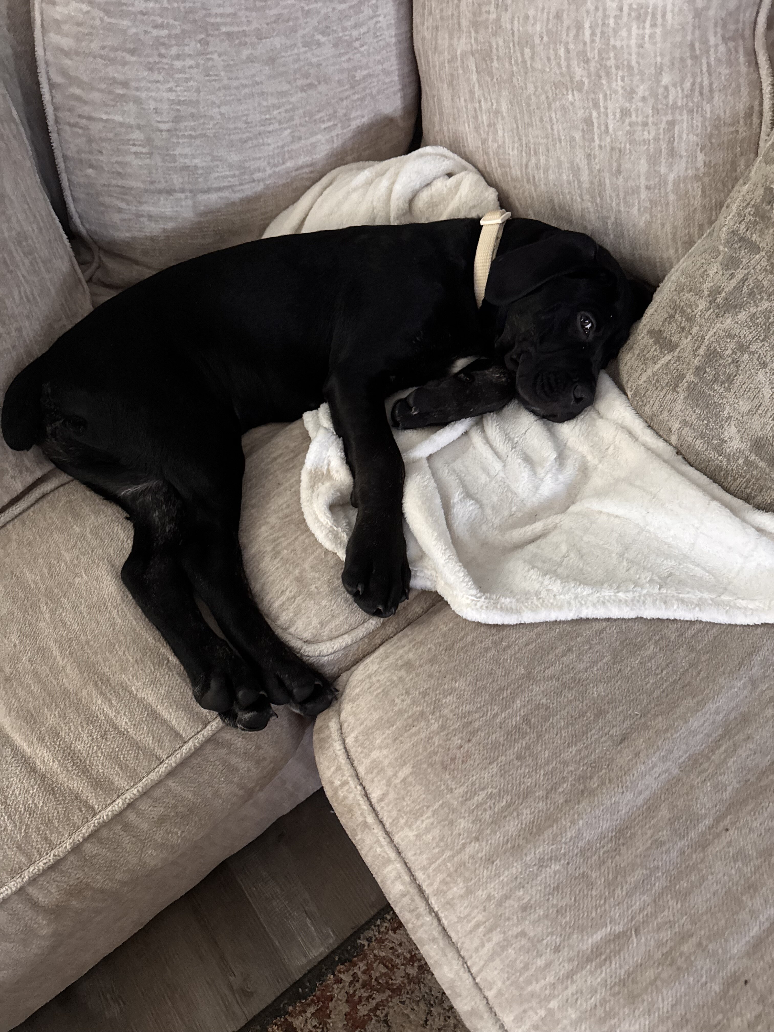 Cane corso 4 month old puppy image 3