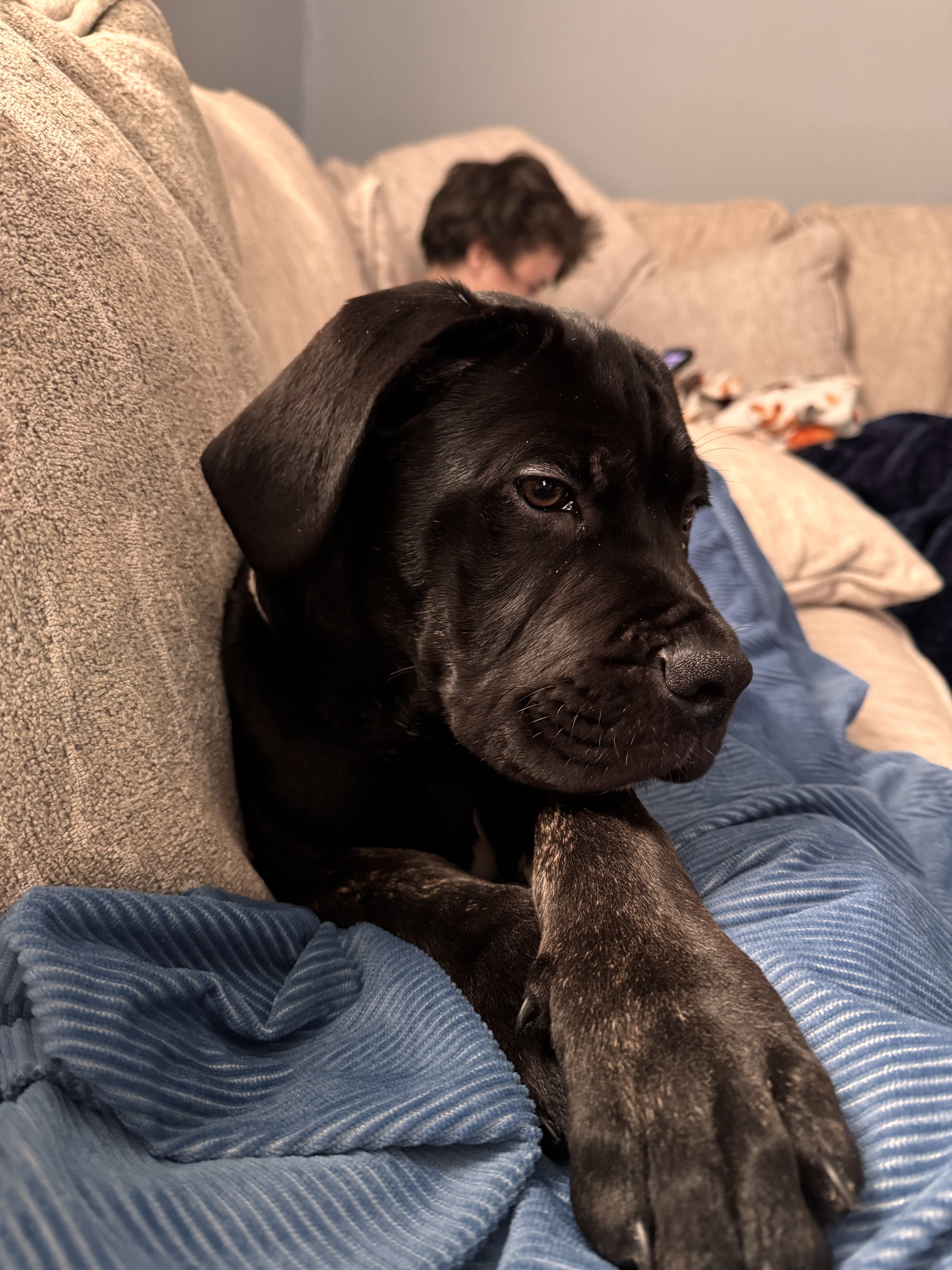 Cane corso 4 month old puppy image 2