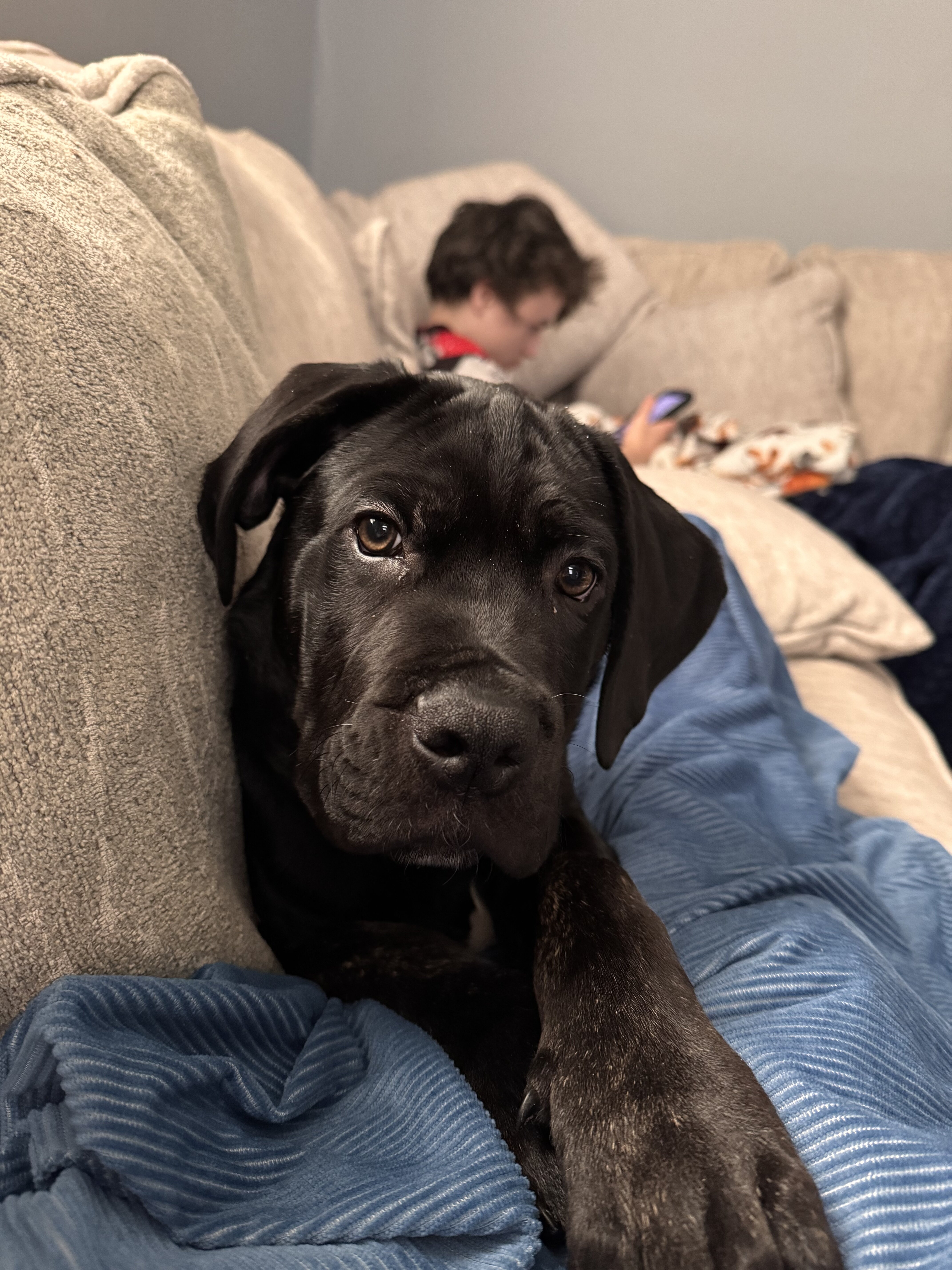 Cane corso 4 month old puppy image 1