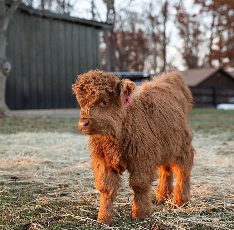 Miniature highland cow image 4