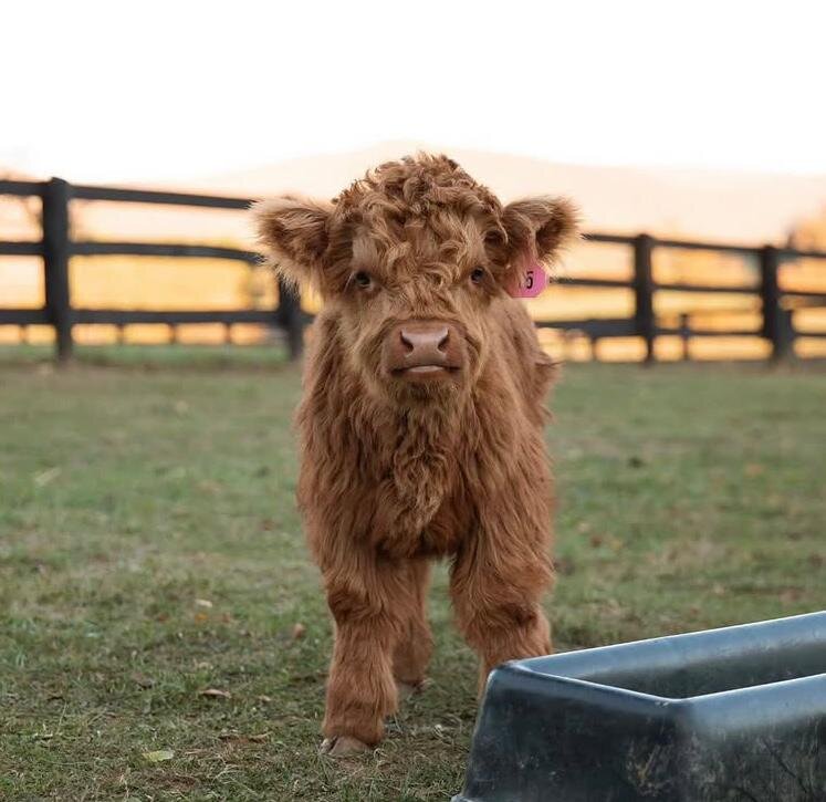 Miniature highland cow image 2