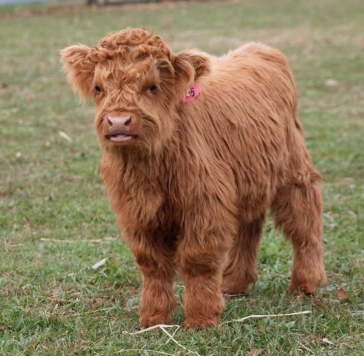 Miniature highland cow image 1