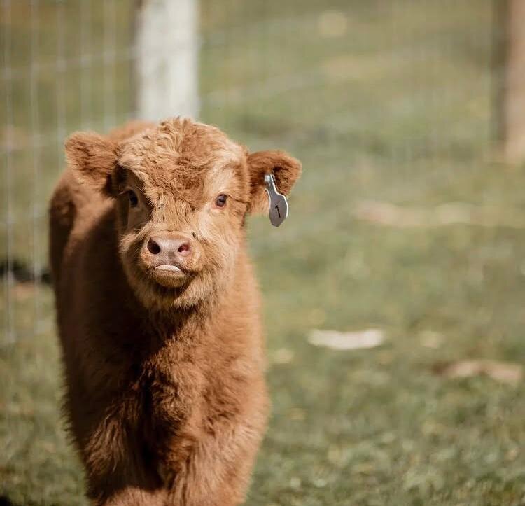 Miniature highland cow image 3