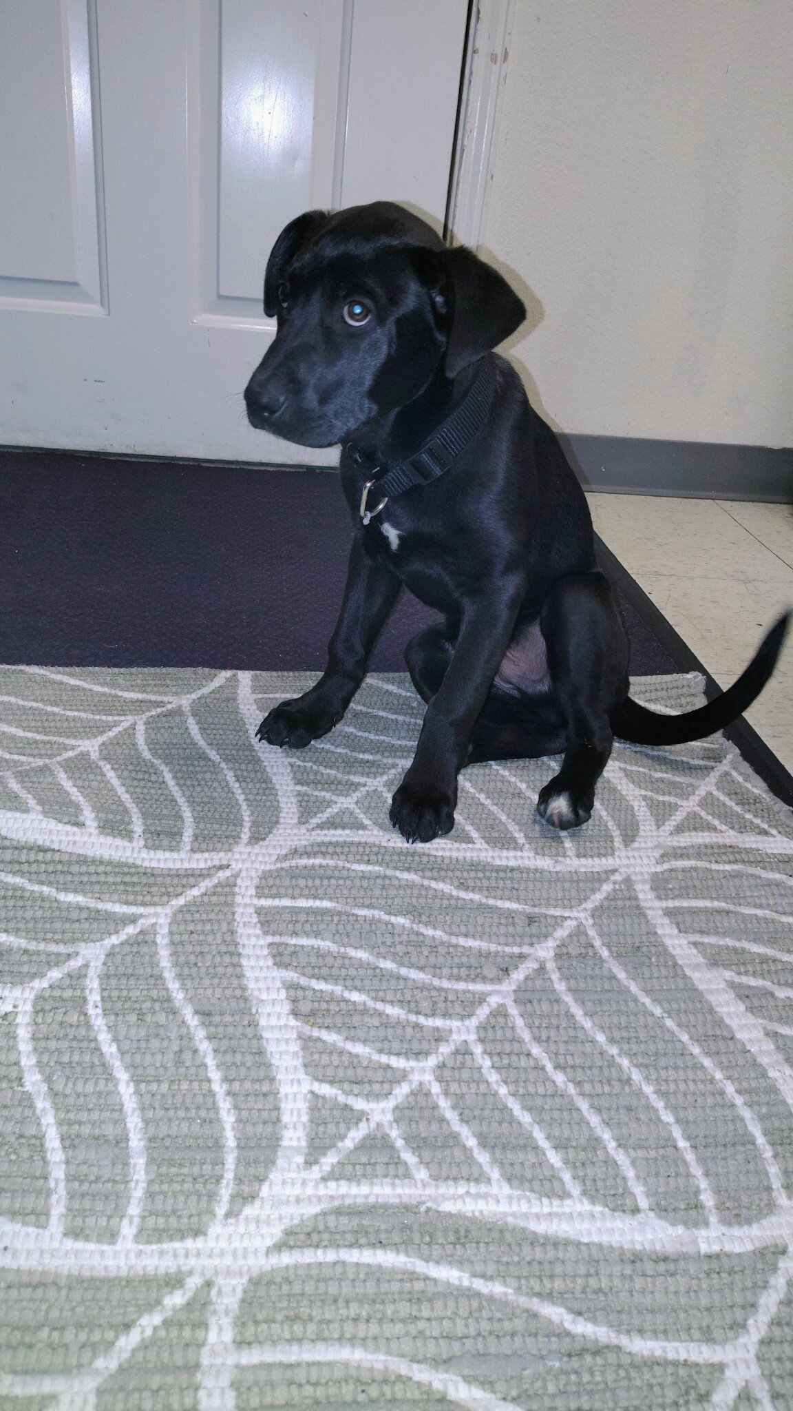 Needing Rehome Sweet Puppy image 1