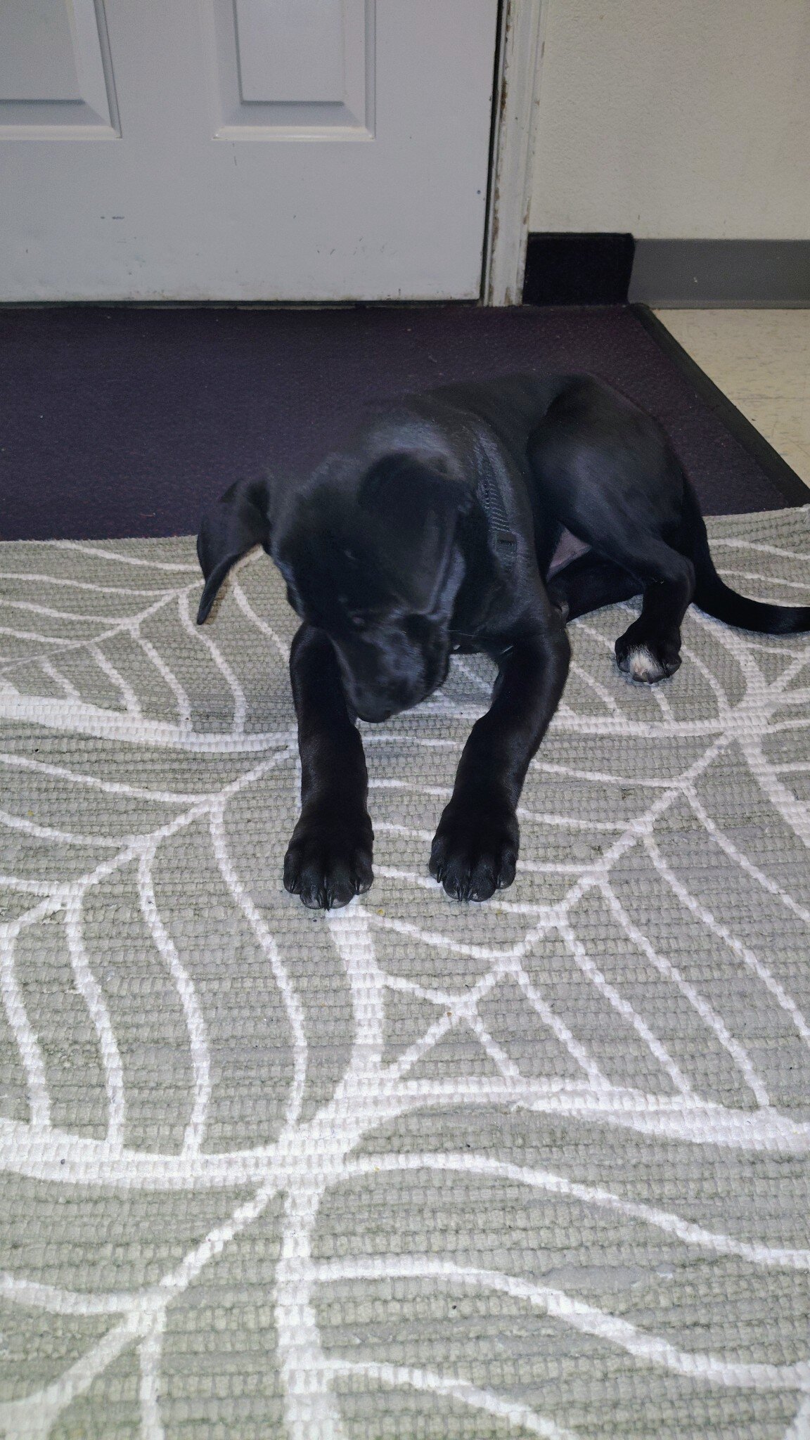 Needing Rehome Sweet Puppy image 3