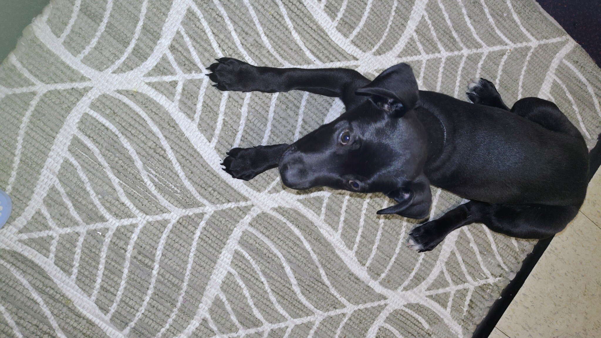 Needing Rehome Sweet Puppy image 2
