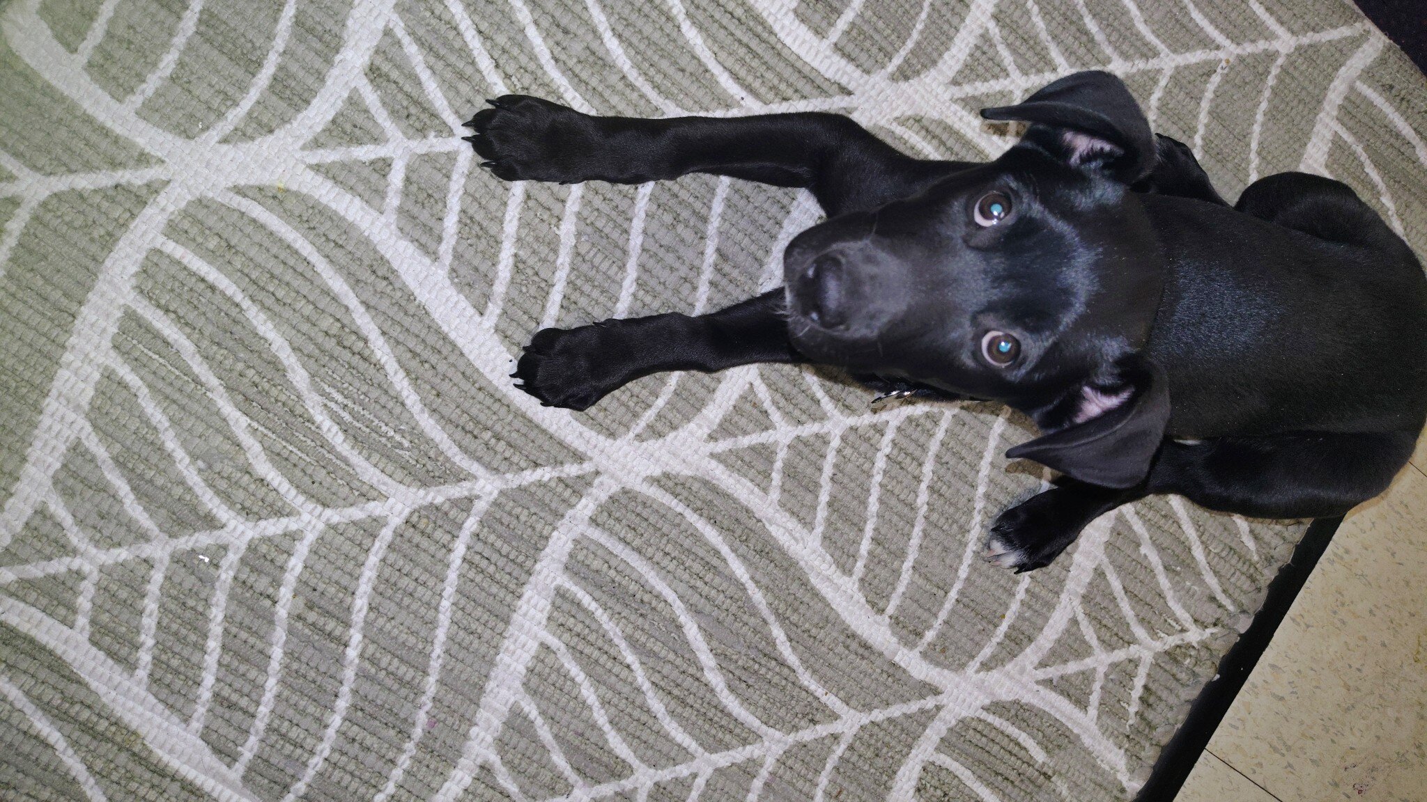 Needing Rehome Sweet Puppy image 4