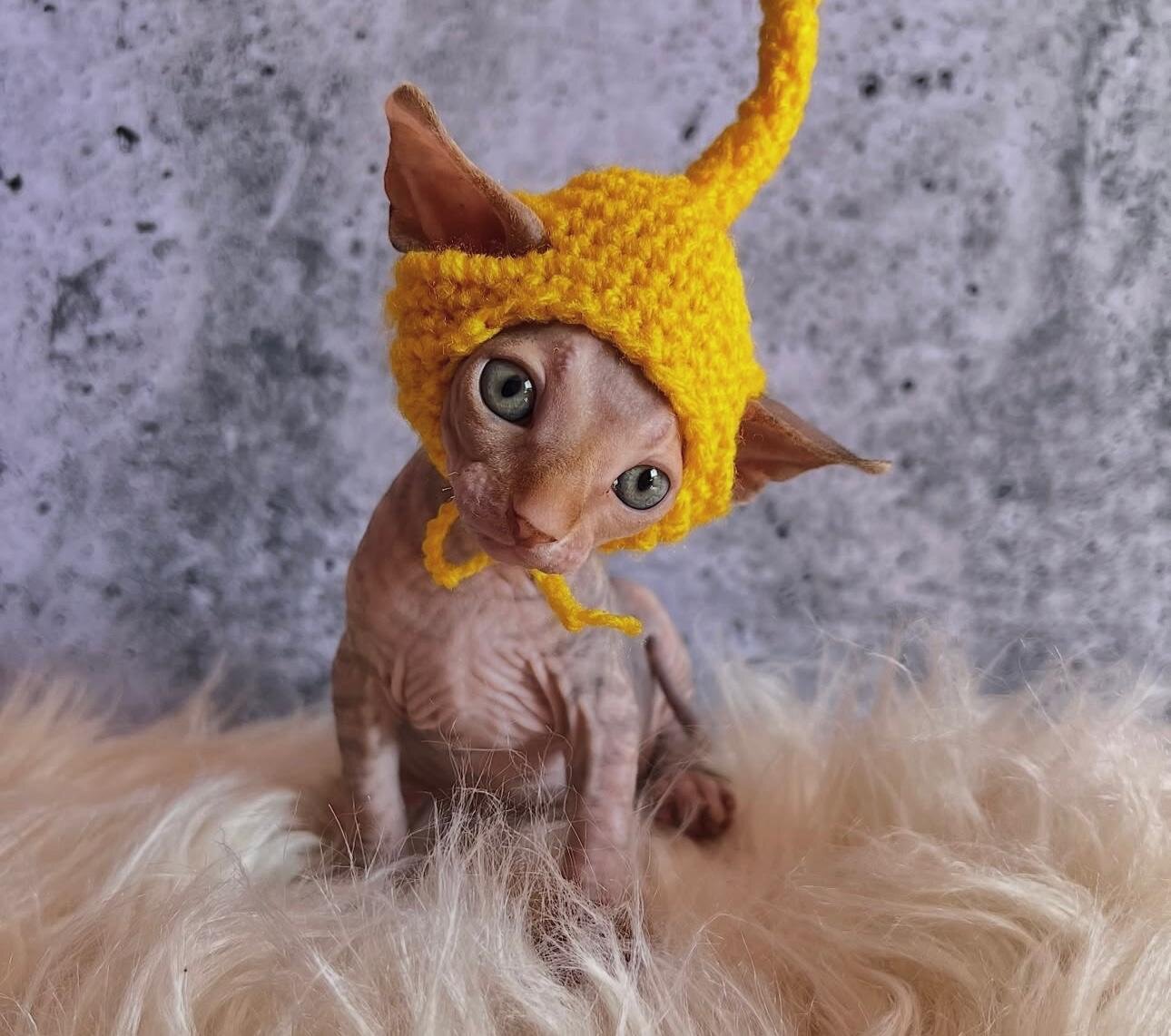 Sphynx Babies image 3