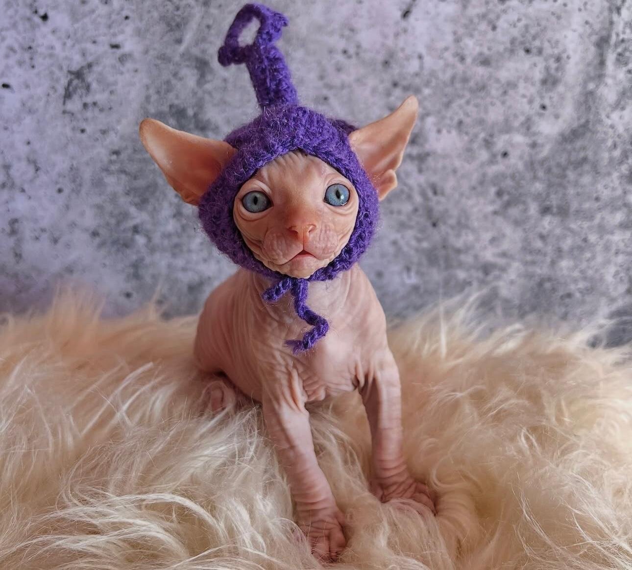 Sphynx Babies image 1