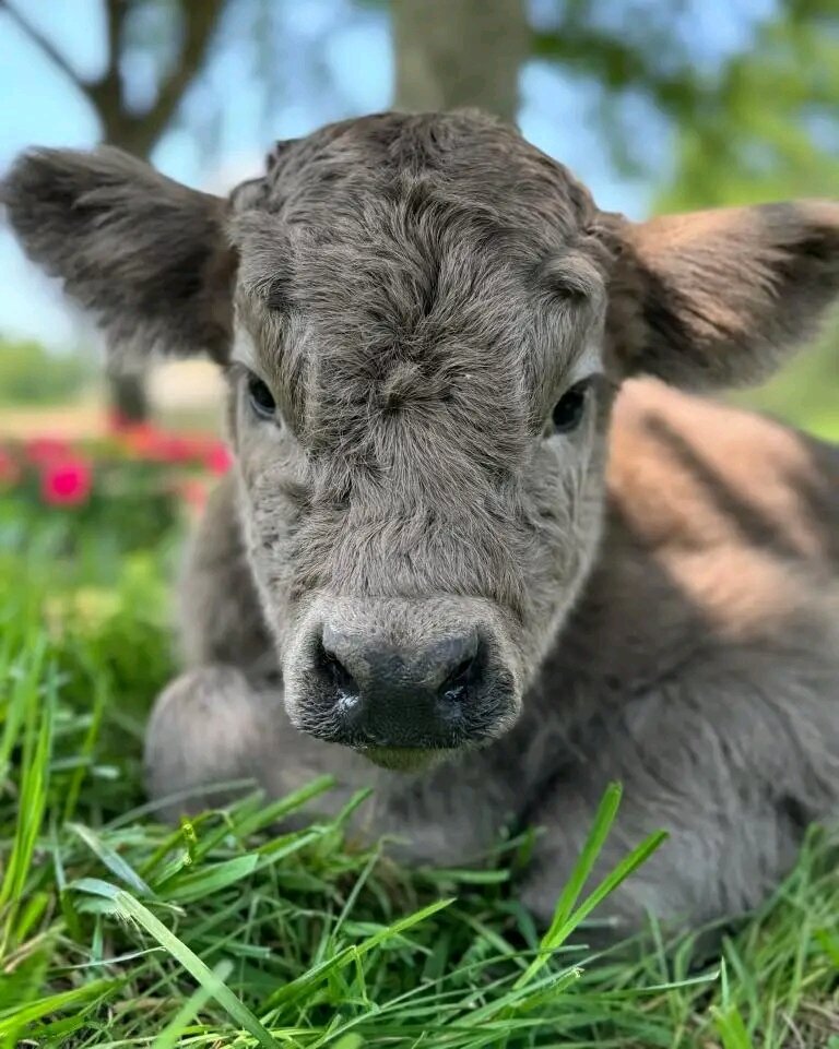 Mini highland cow image 1