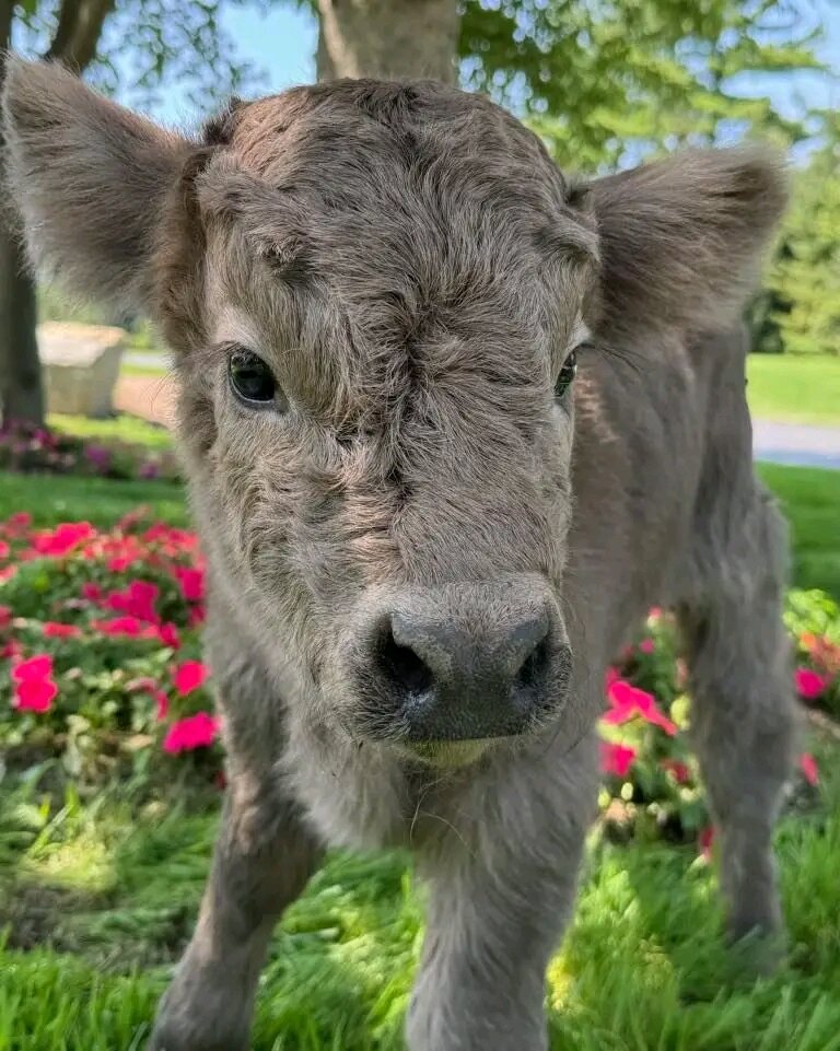 Mini highland cow image 3