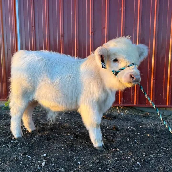 Your Dream Mini Cow Awaits image 3