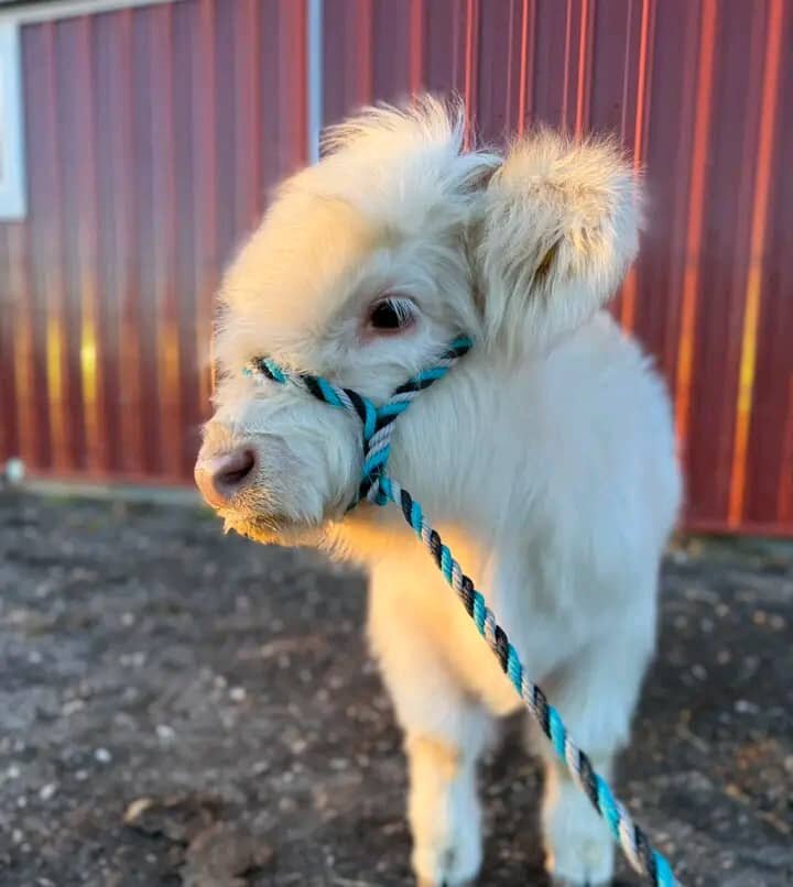 Your Dream Mini Cow Awaits image 2