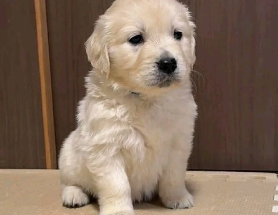 Golden retriever puppy image 1