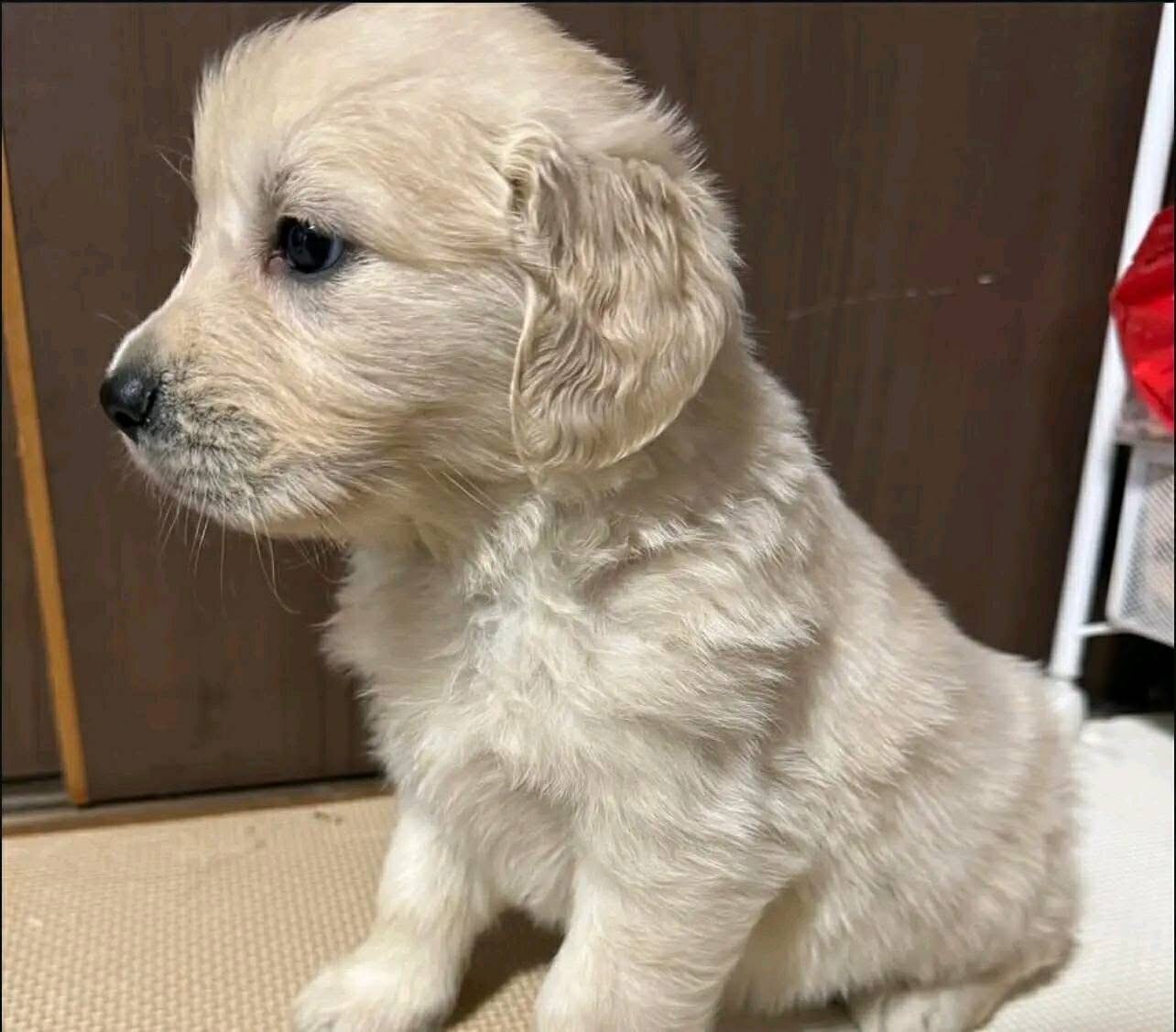 Golden retriever puppy image 4
