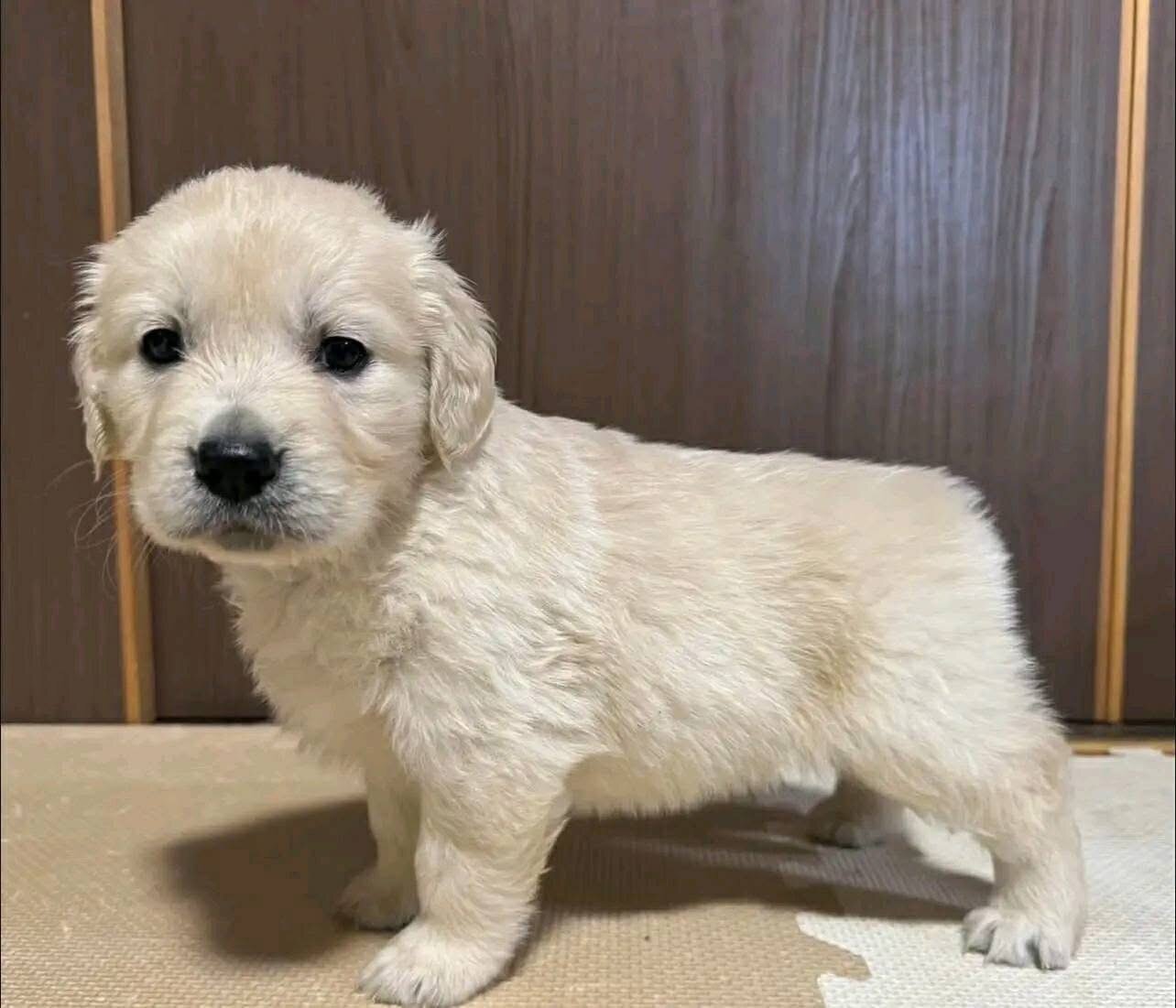 Golden retriever puppy image 3
