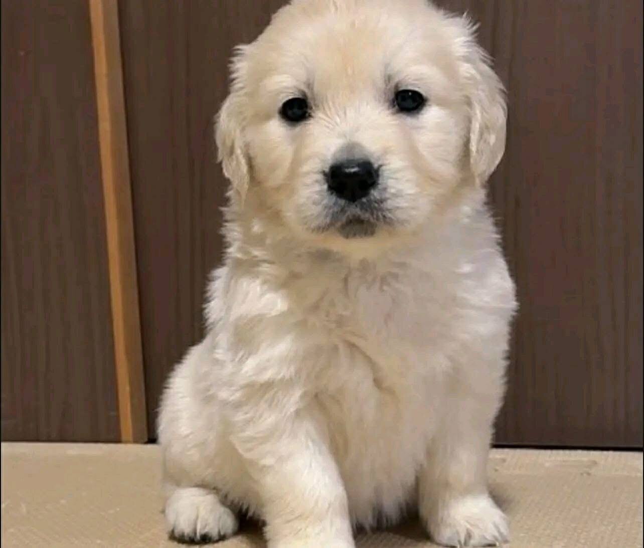 Golden retriever puppy image 2