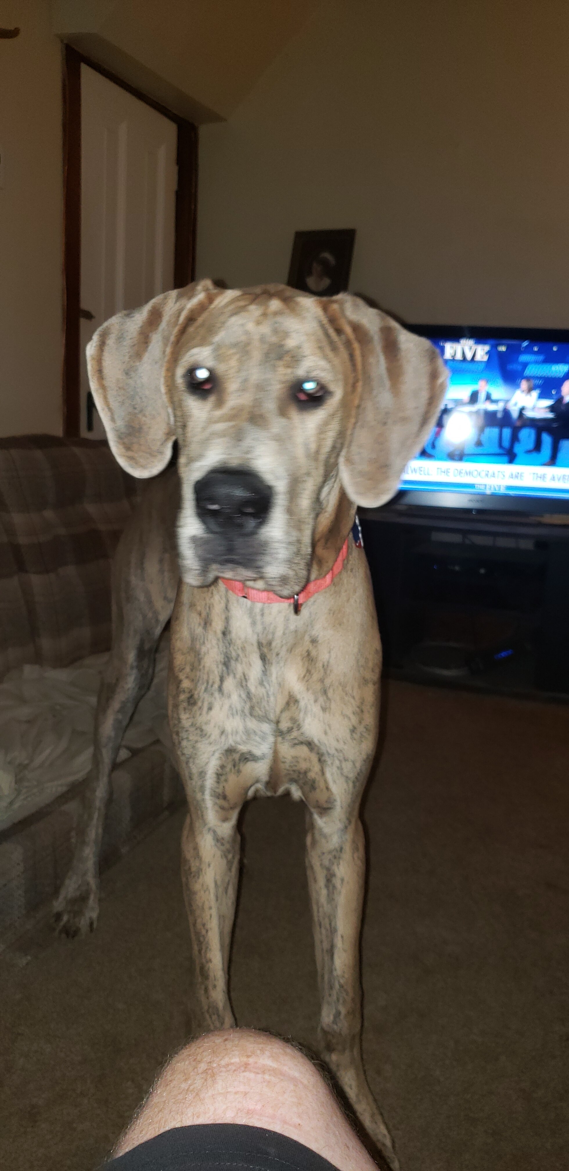 1 year old male blue brindle great dane image 4