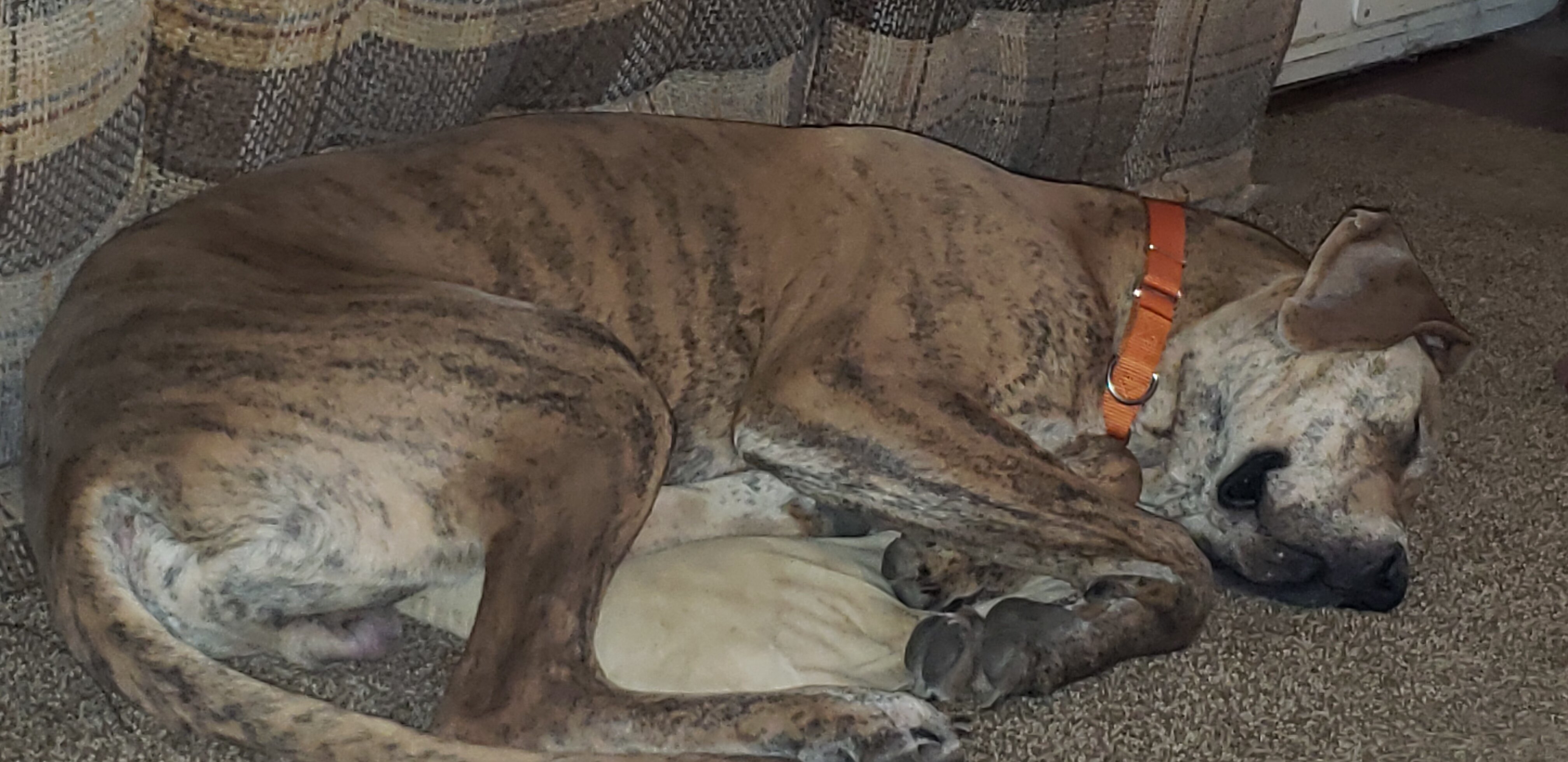 1 year old male blue brindle great dane image 3