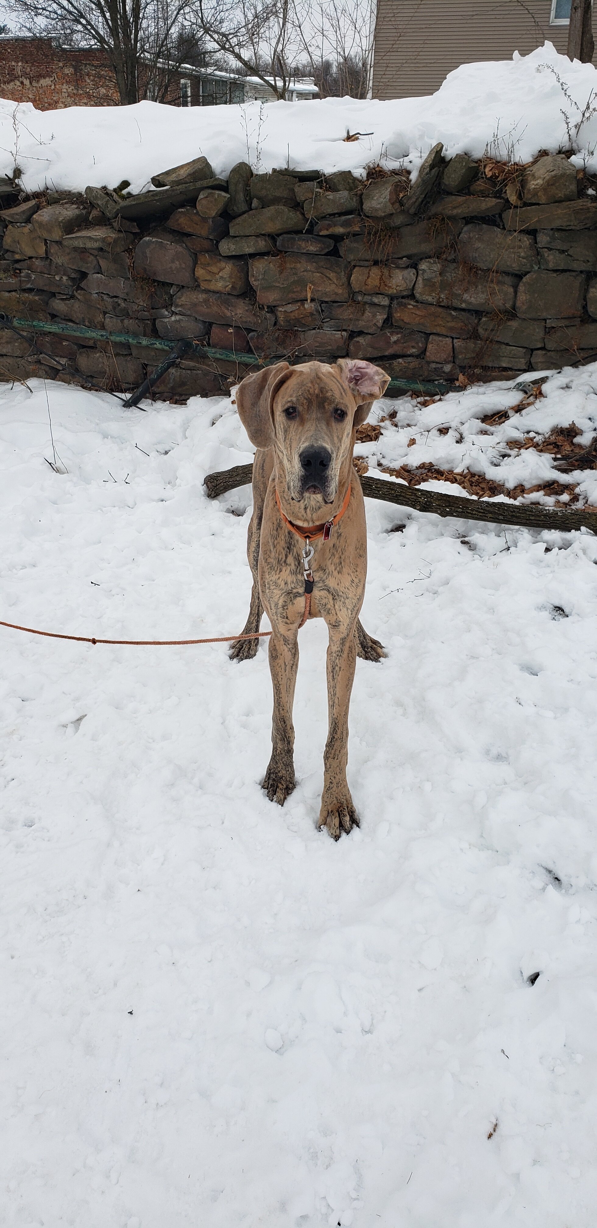 1 year old male blue brindle great dane image 2