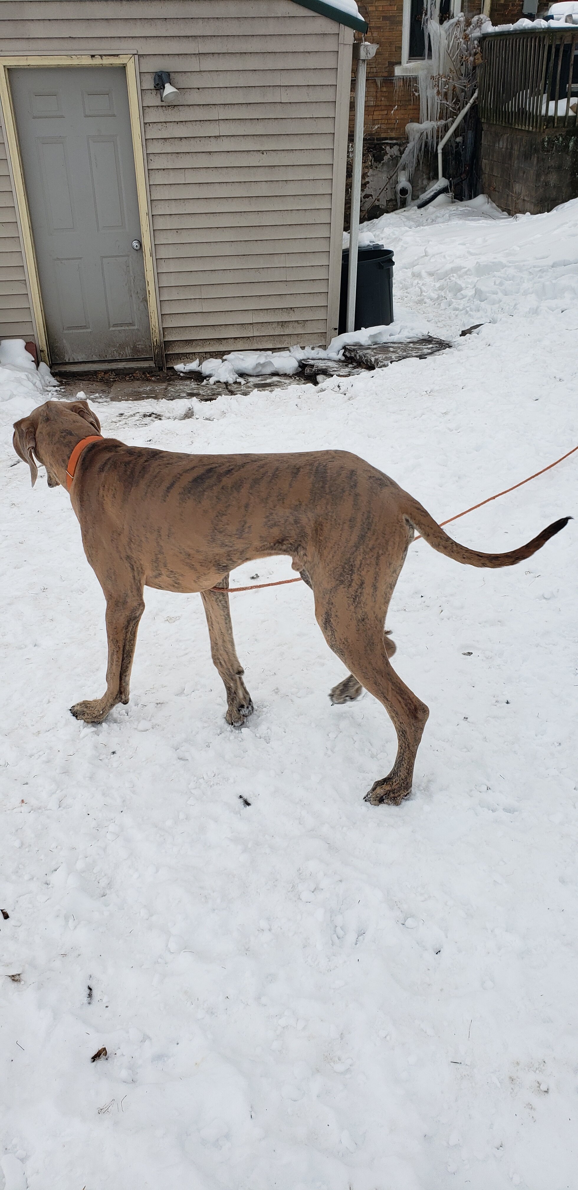1 year old male blue brindle great dane image 1