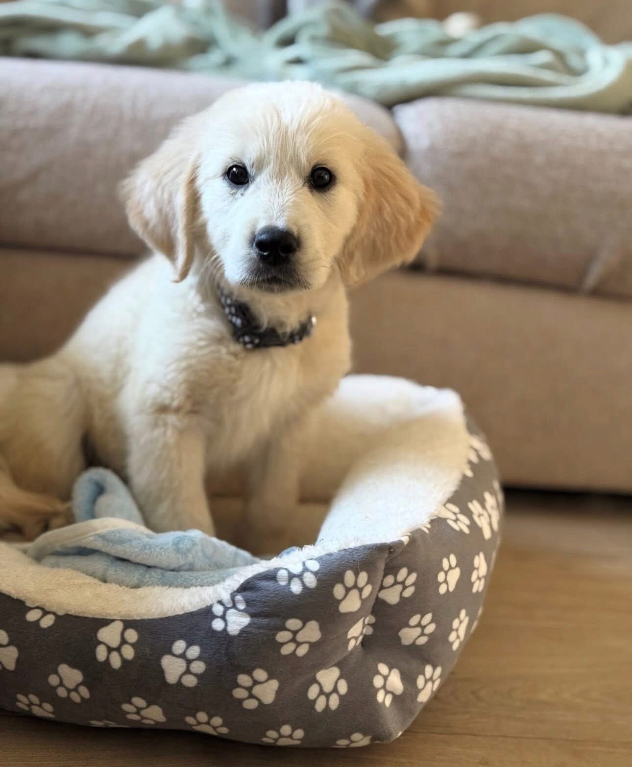 Golden retriever image 4