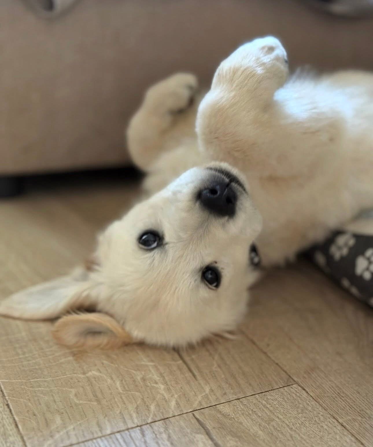 Golden retriever image 5