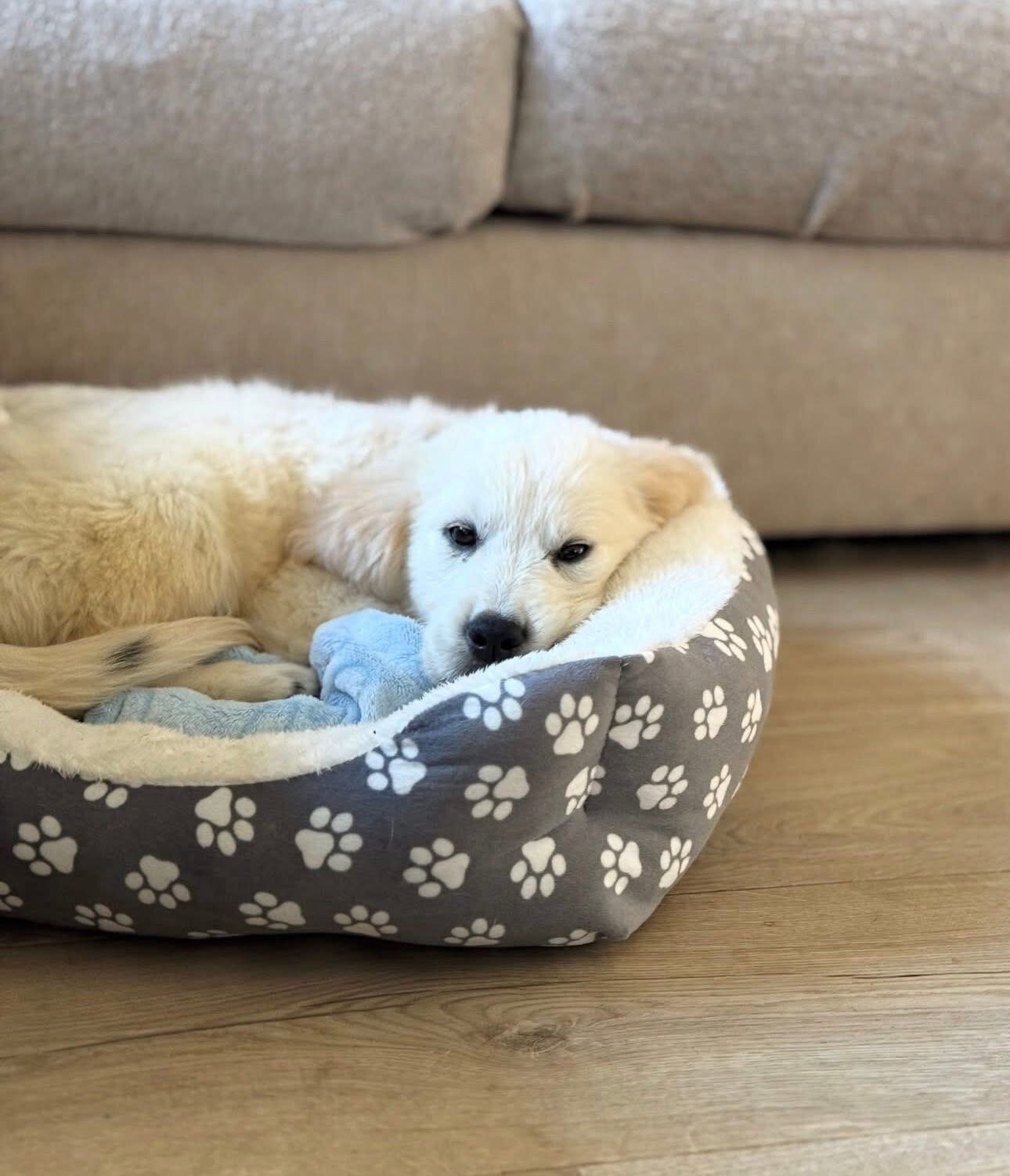 Golden retriever image 3