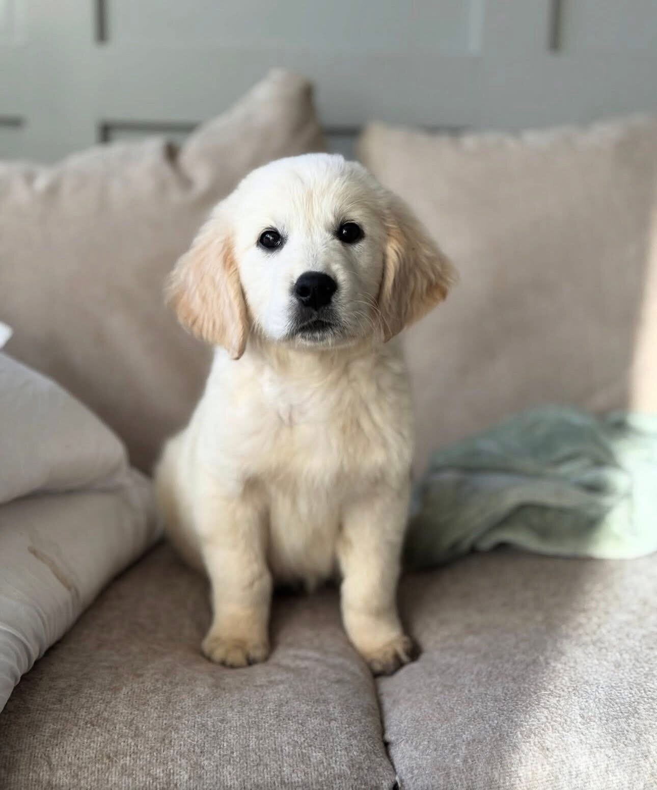 Golden retriever image 2