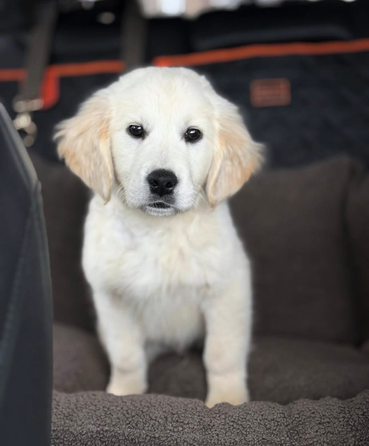Golden retriever image 1