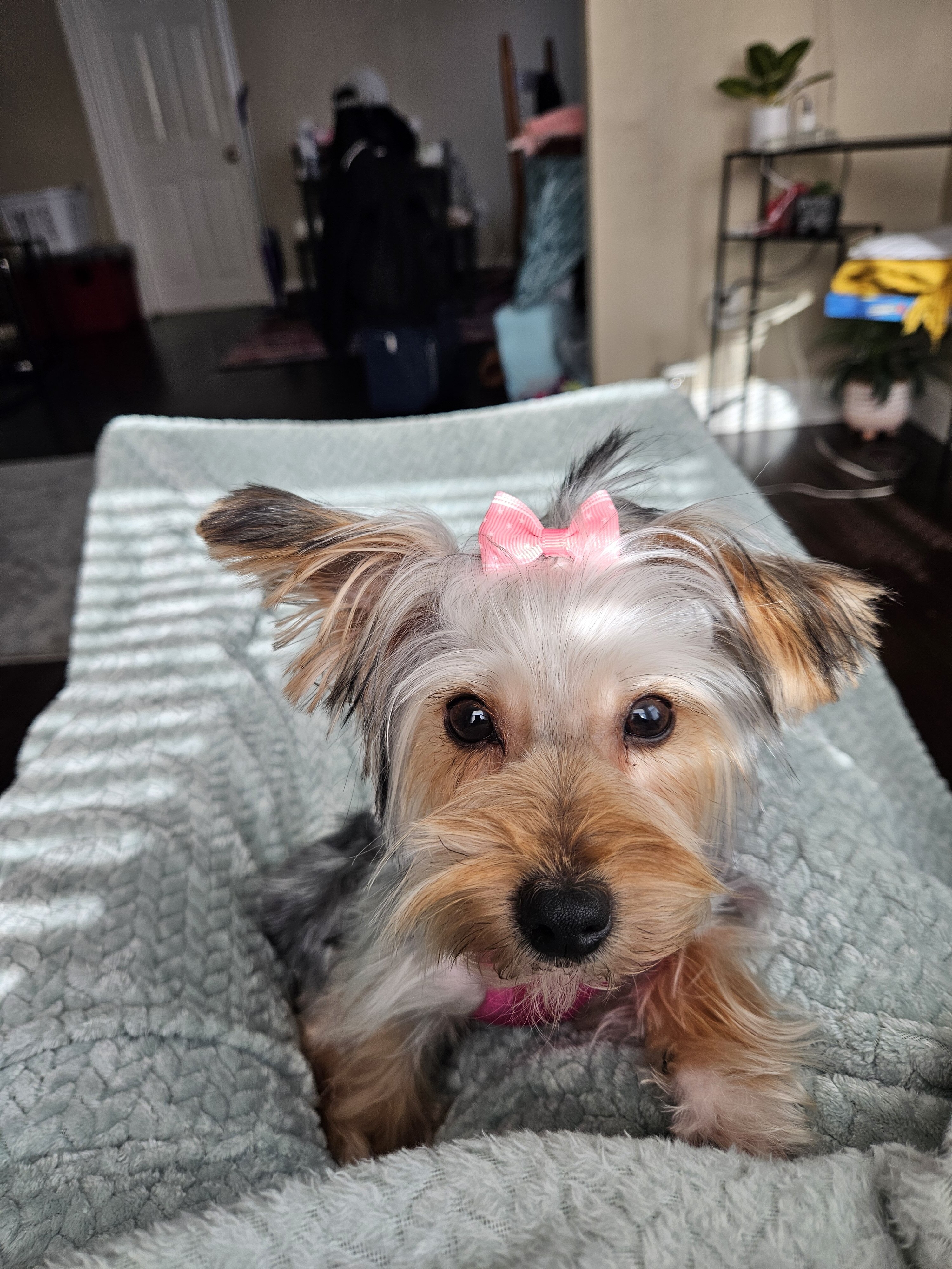 Pardi Yorkie image 6
