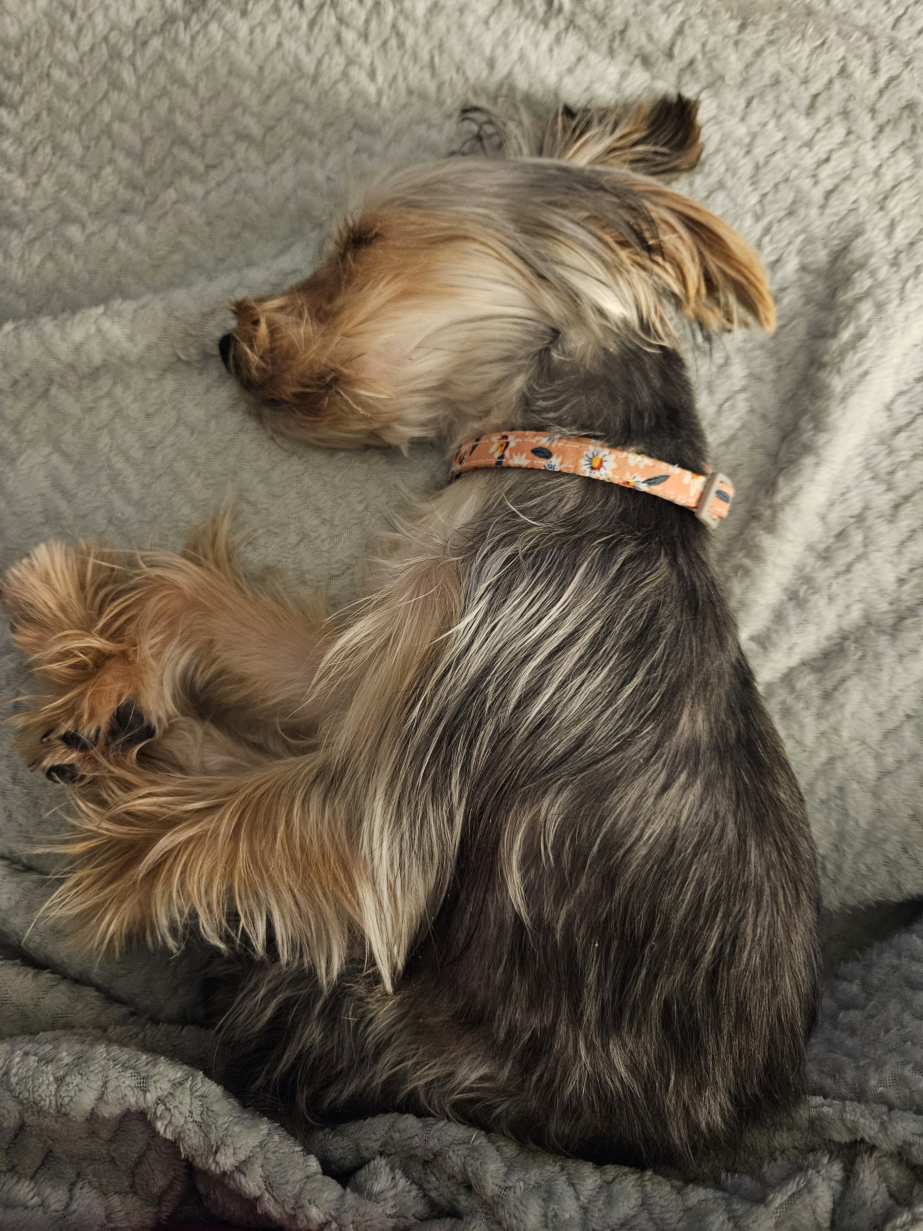 Pardi Yorkie image 5