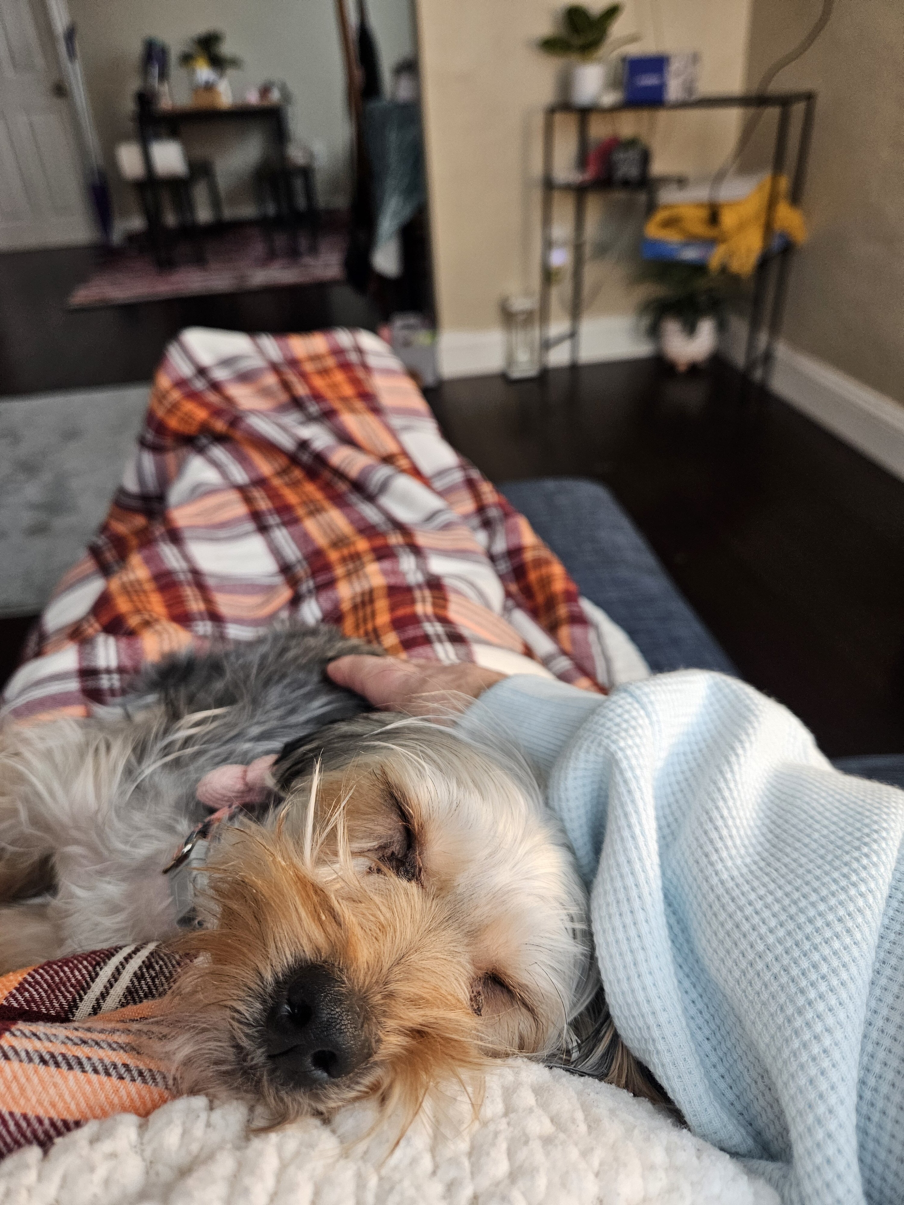 Pardi Yorkie image 3
