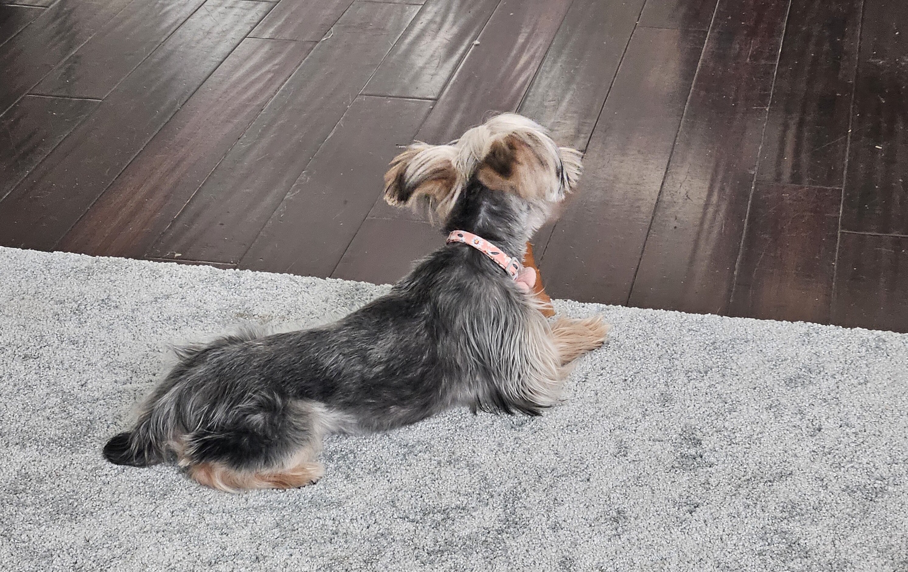 Pardi Yorkie image 4
