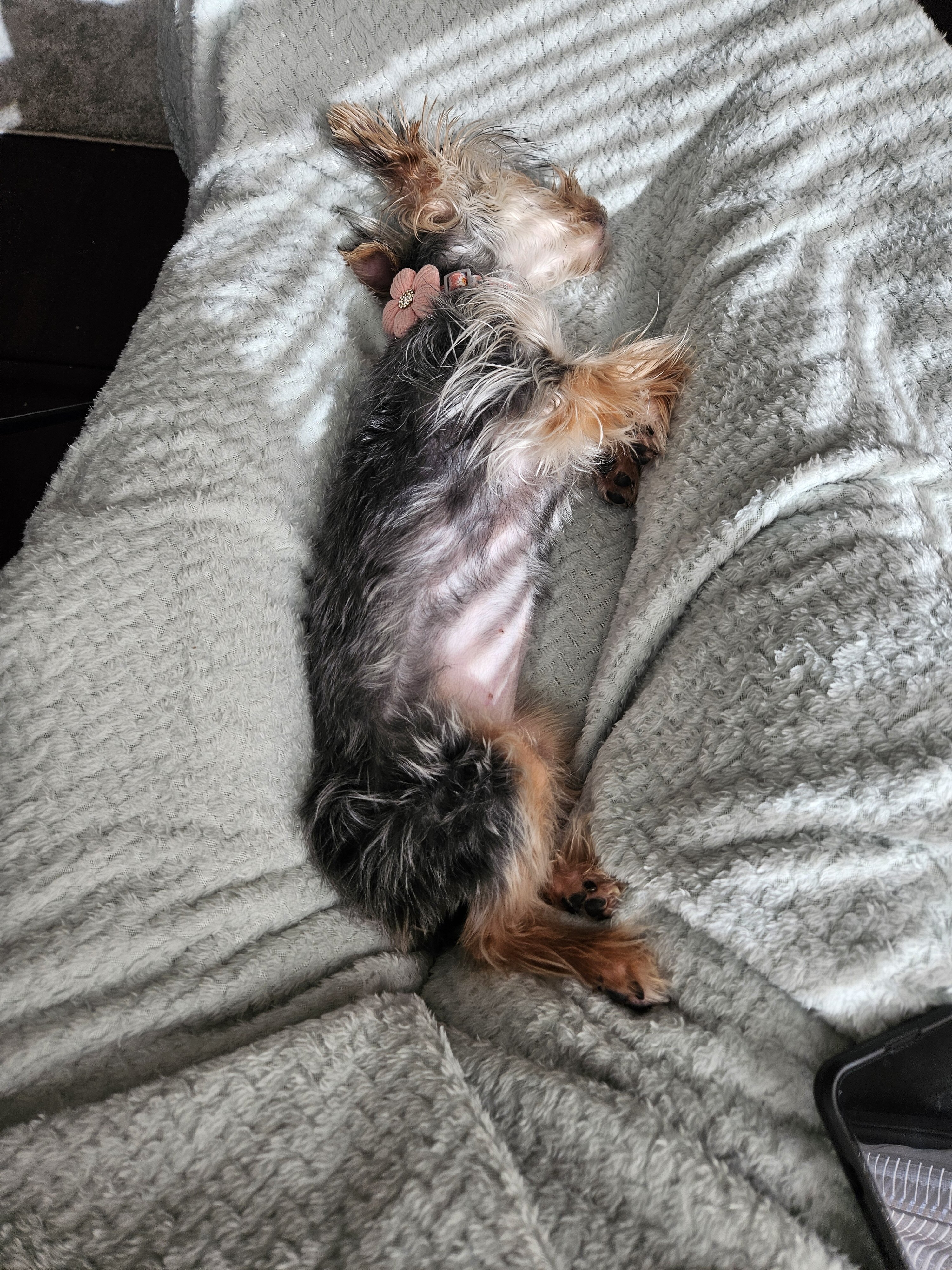 Pardi Yorkie image 2