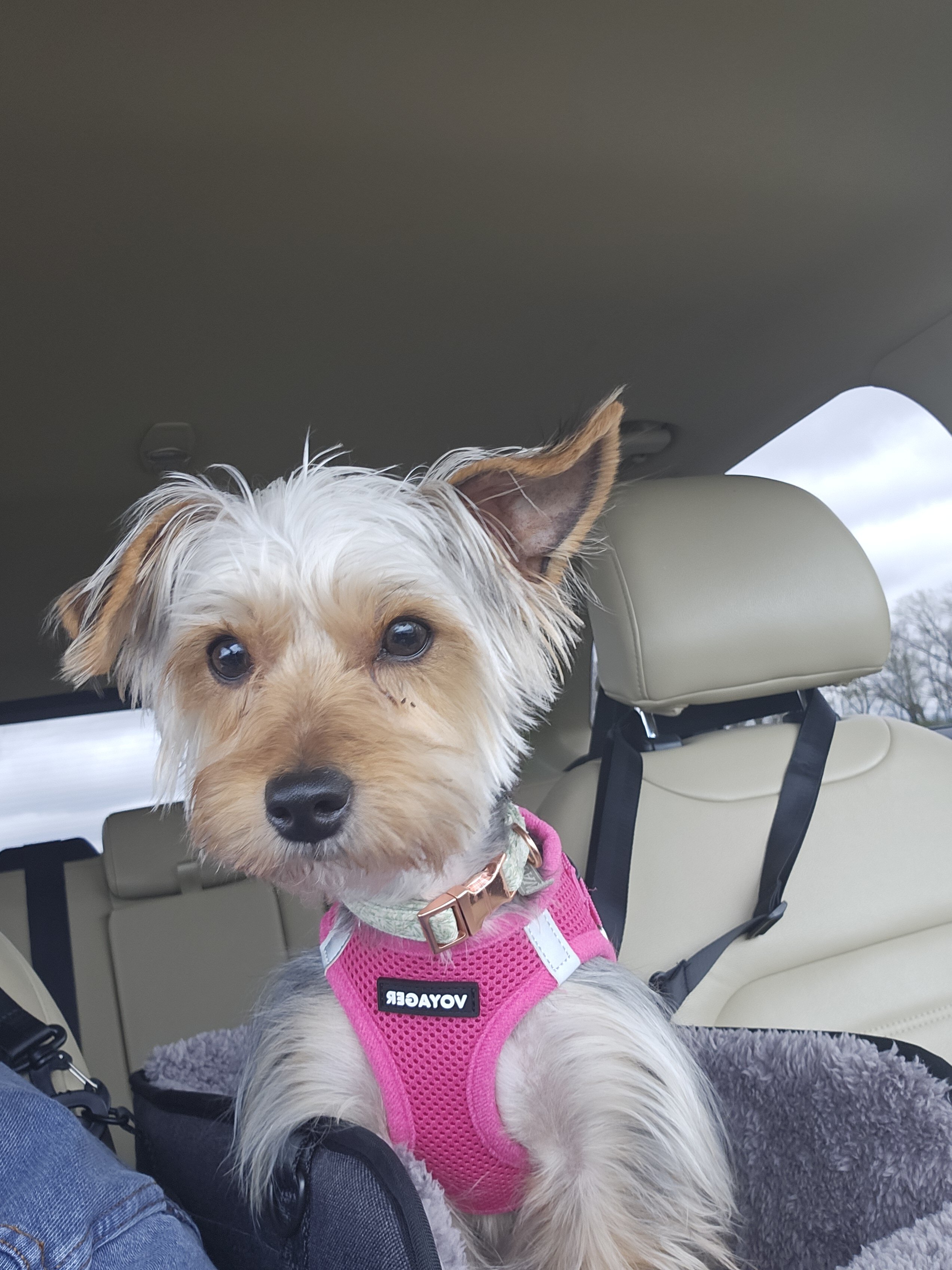 Pardi Yorkie image 1