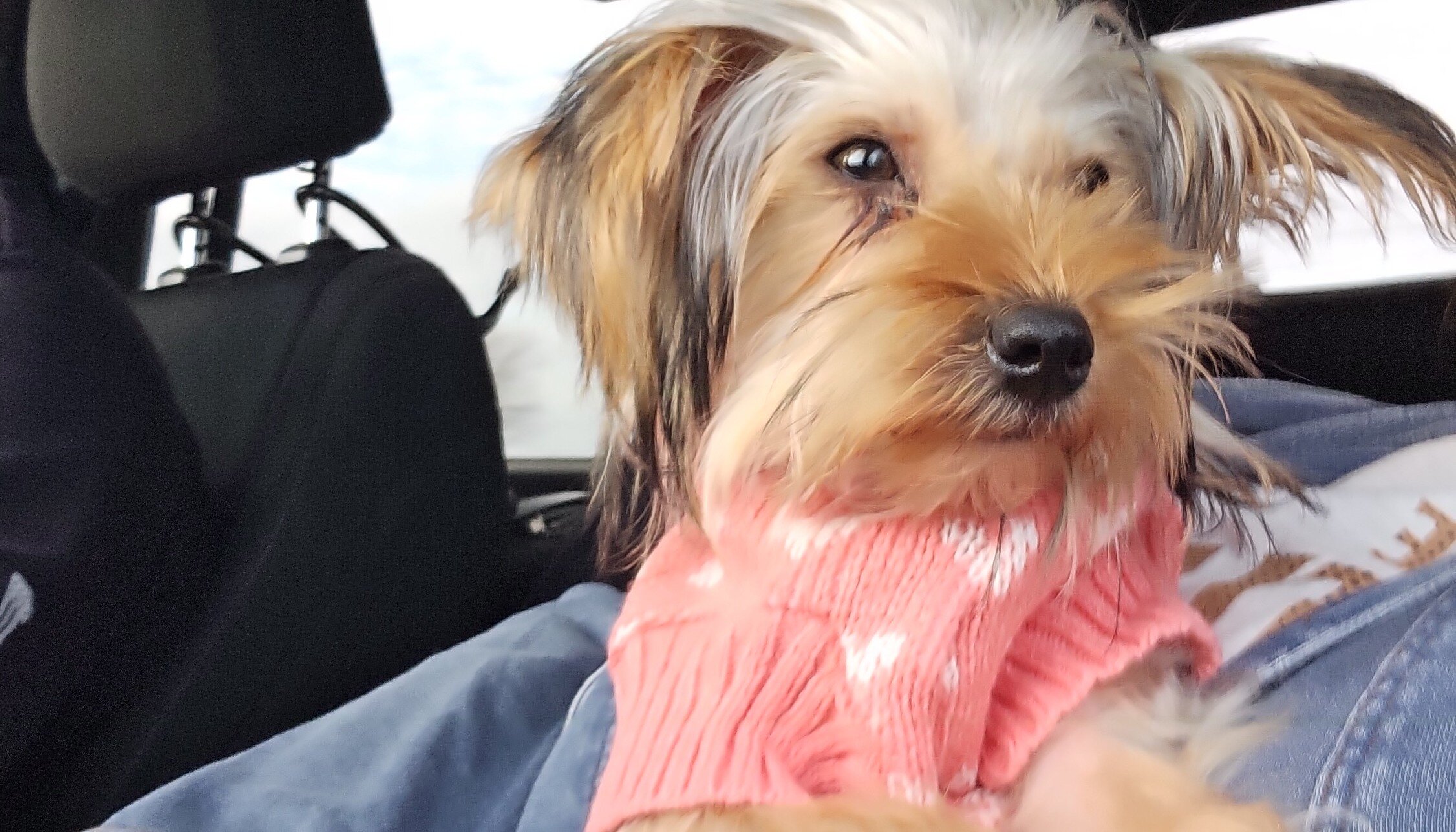Pardi Yorkie image 7