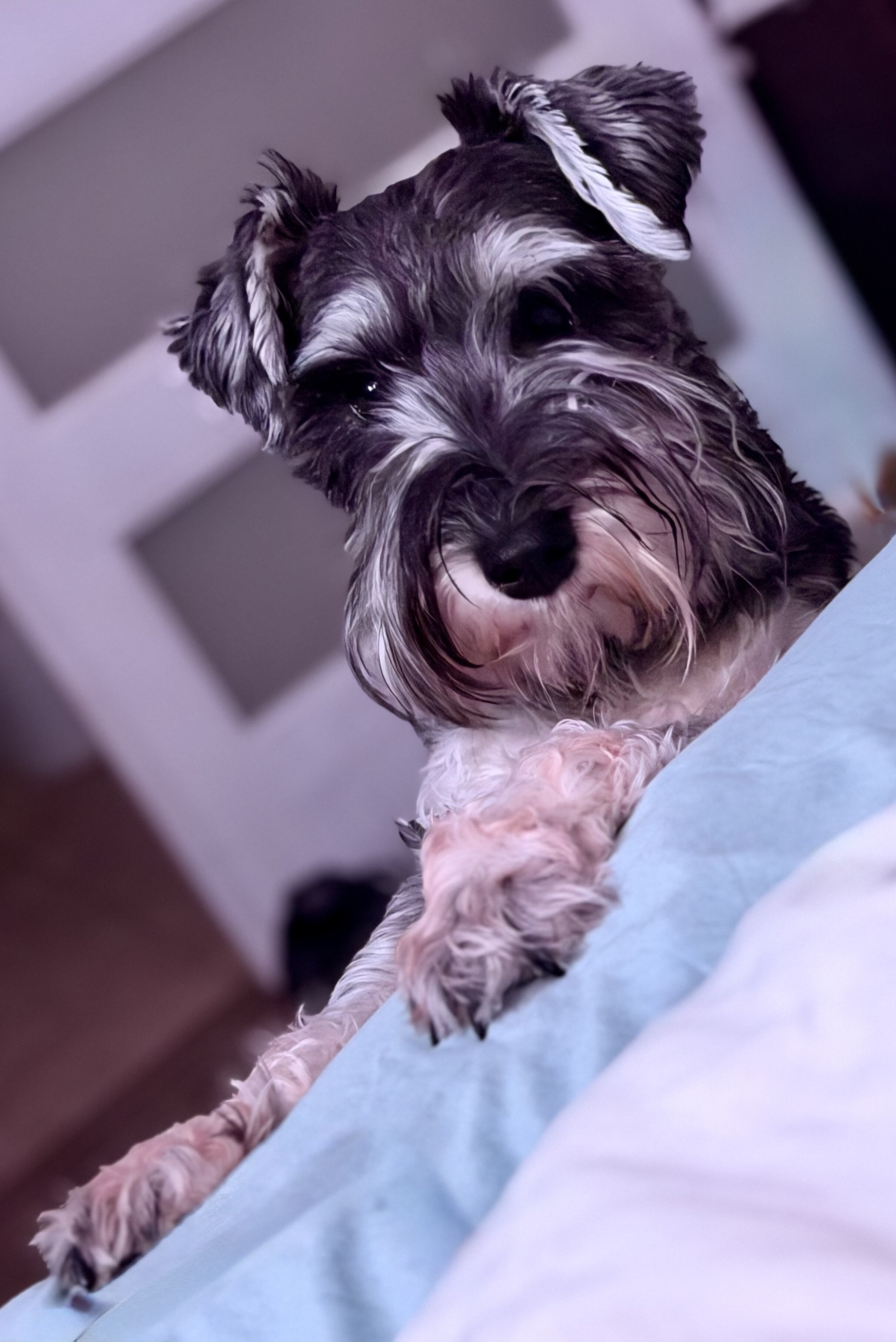 Mini Schnauzer image 1
