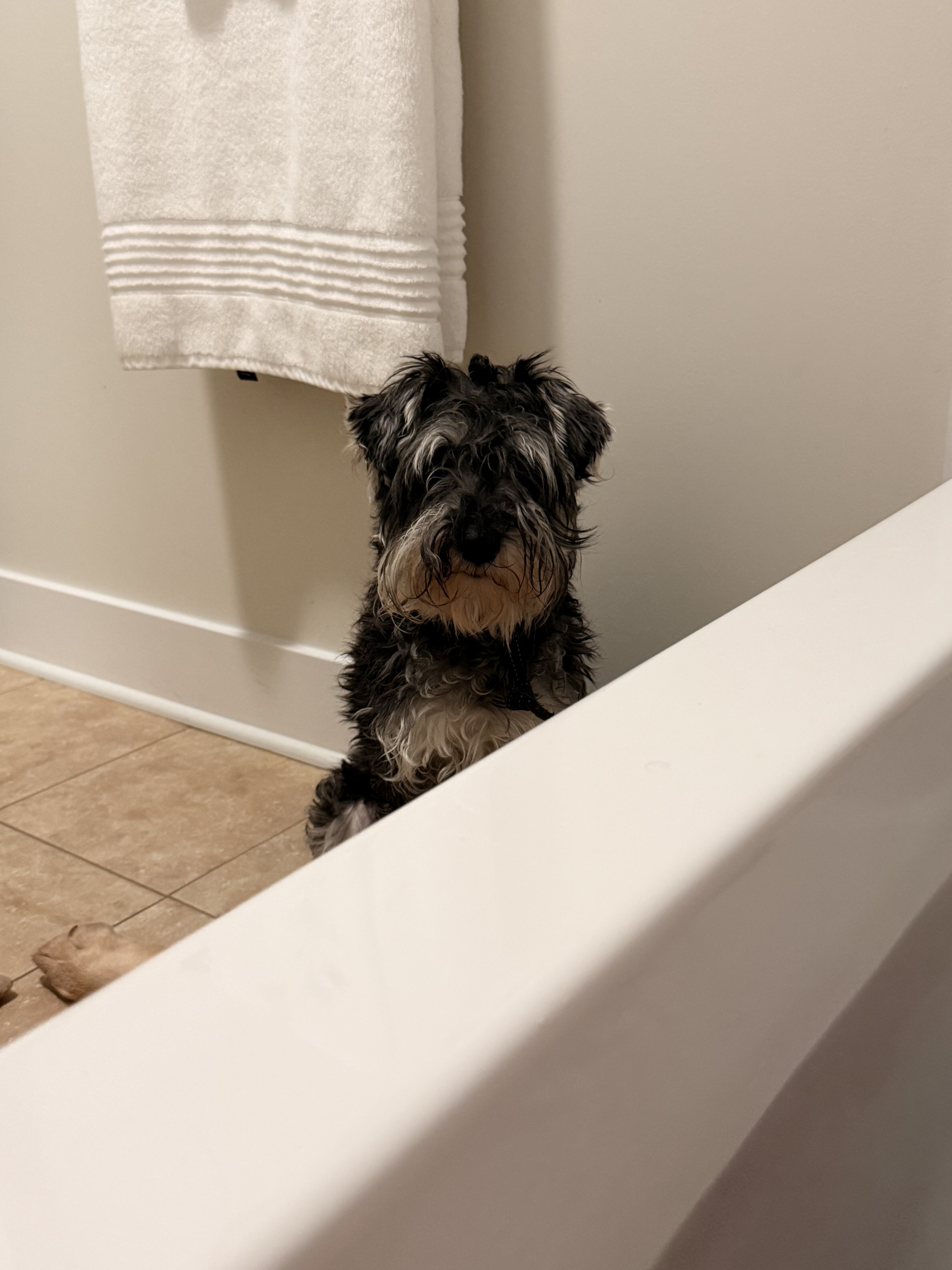Mini Schnauzer image 2