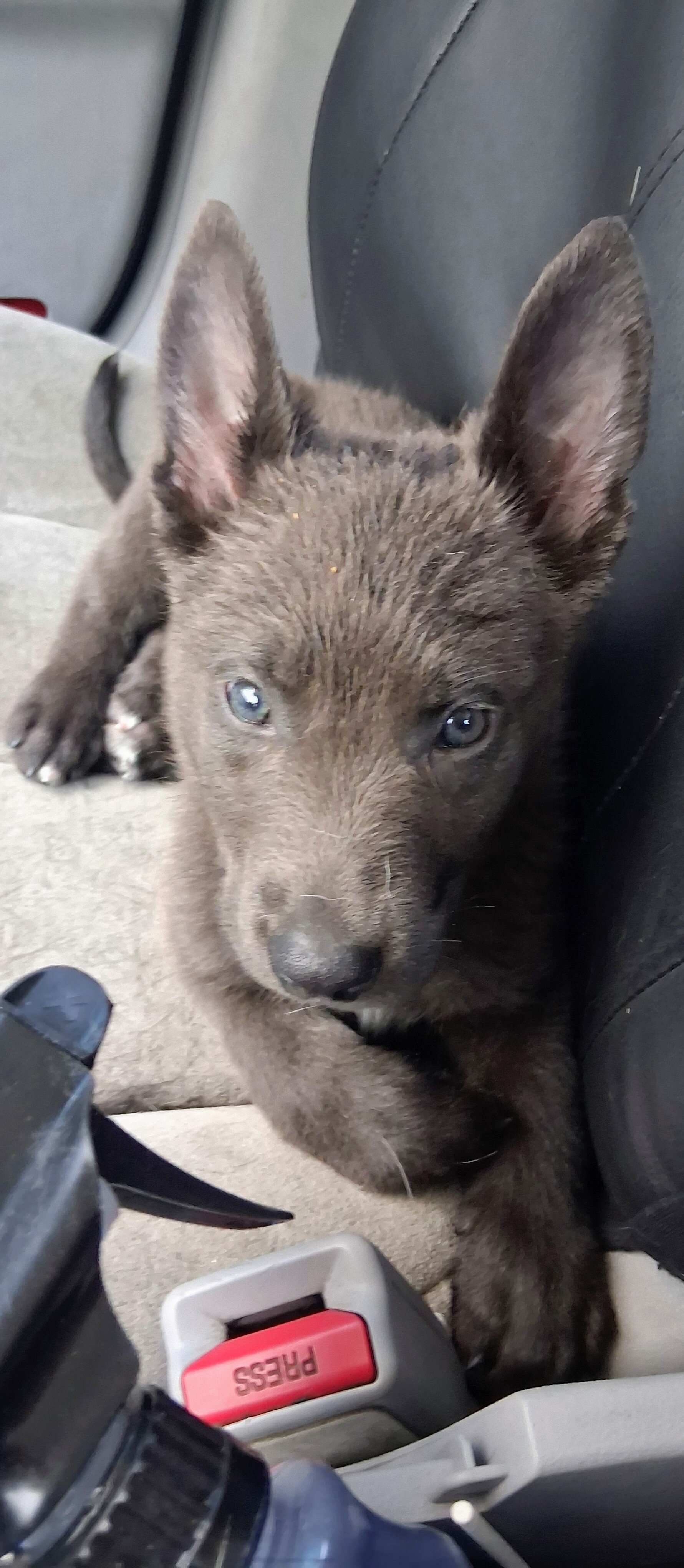 4 week german Shepard husky pit mix image 1