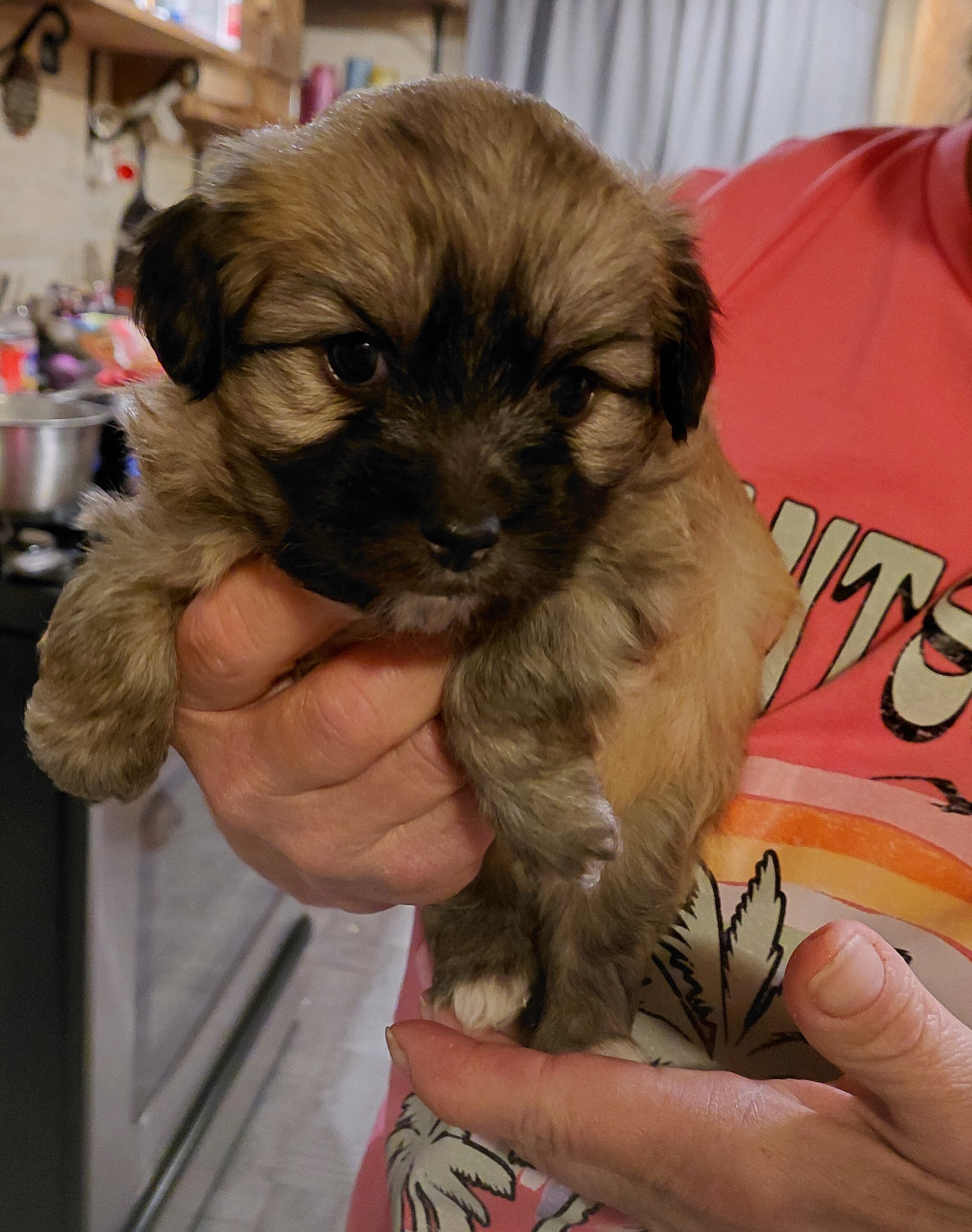 Yorkie girl image 1